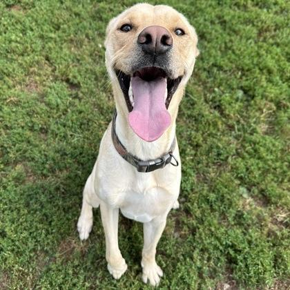 Gus, a Adoptable mixed breed in Dubuque, IA image 1/2