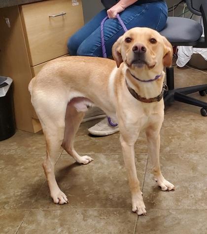 Gus, a Adoptable mixed breed in Dubuque, IA image 2/2