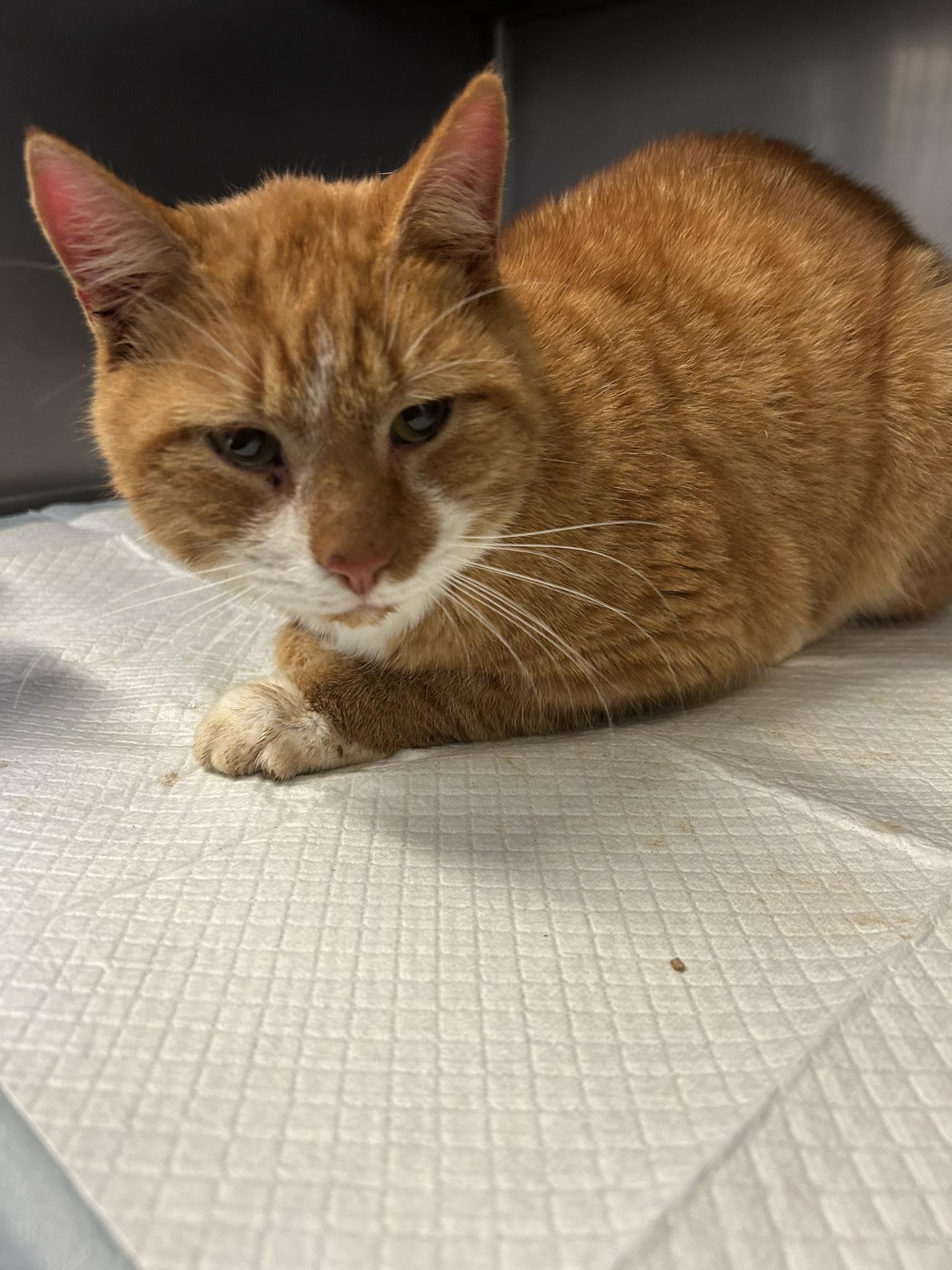 Enlarge Luke, an adopted Domestic Short Hair in Germanton, NC image 1/1