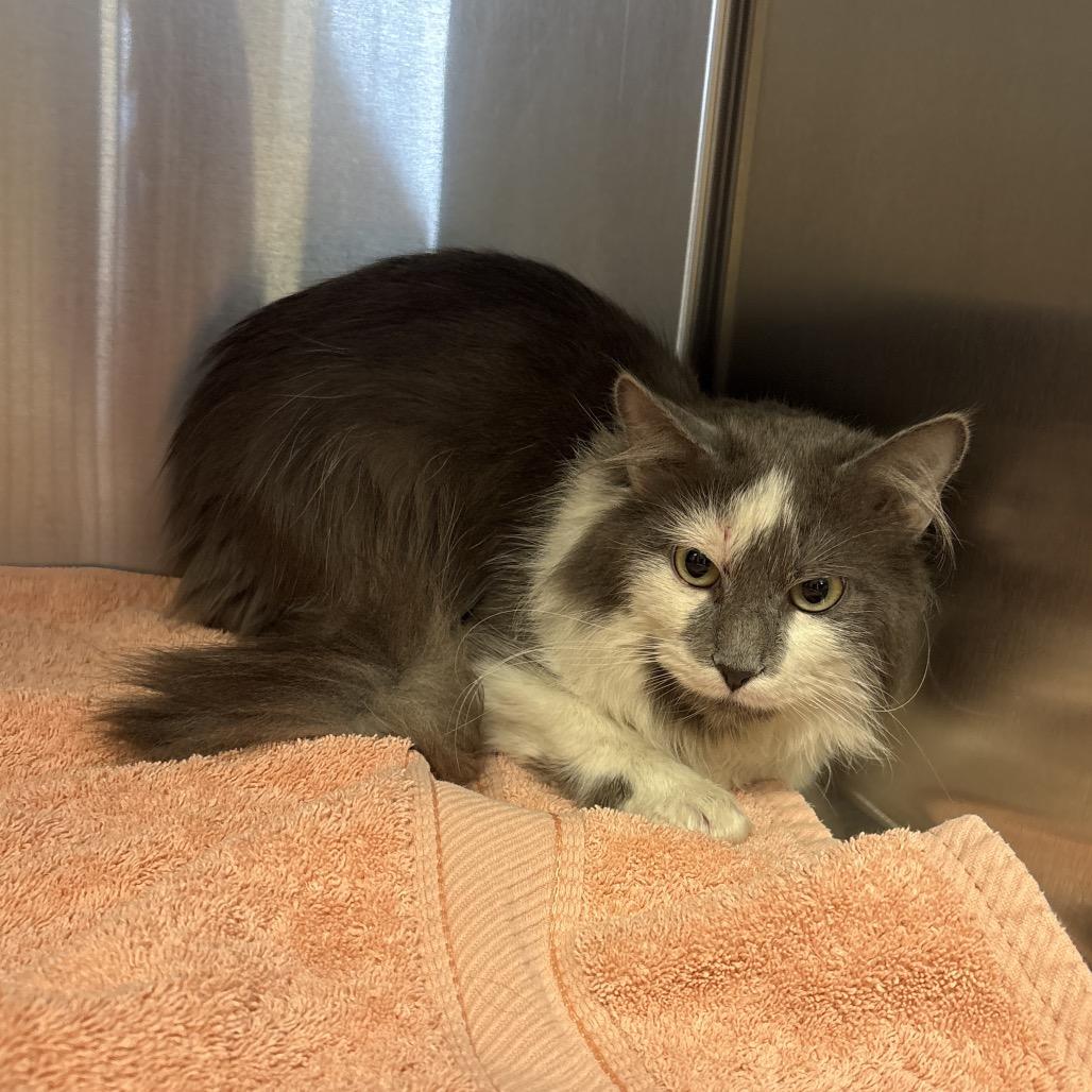 Sour Patch, Adoptable, Adult Male Domestic Medium Hair.