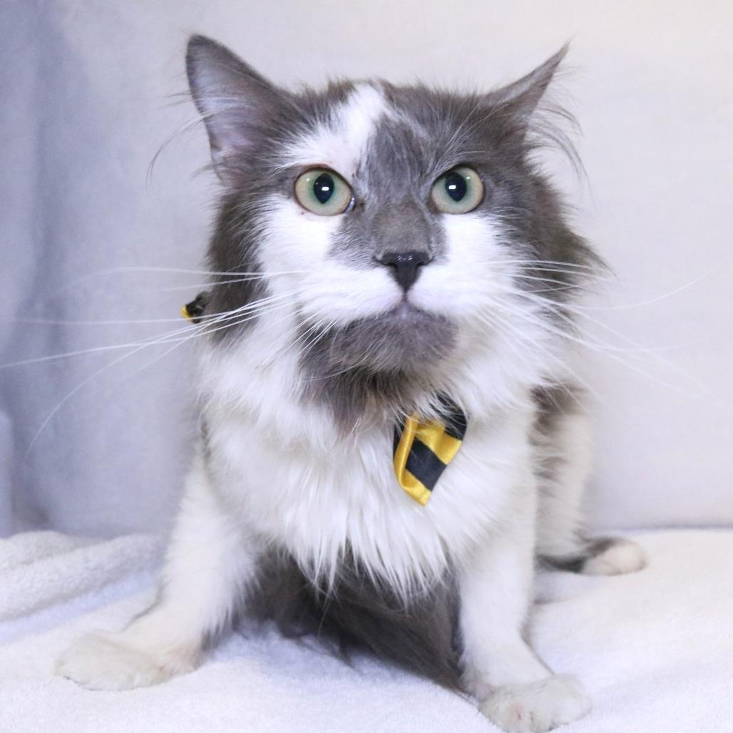 Enlarge Sour Patch, a Adoptable Domestic Medium Hair in Rifle, CO image 2/3