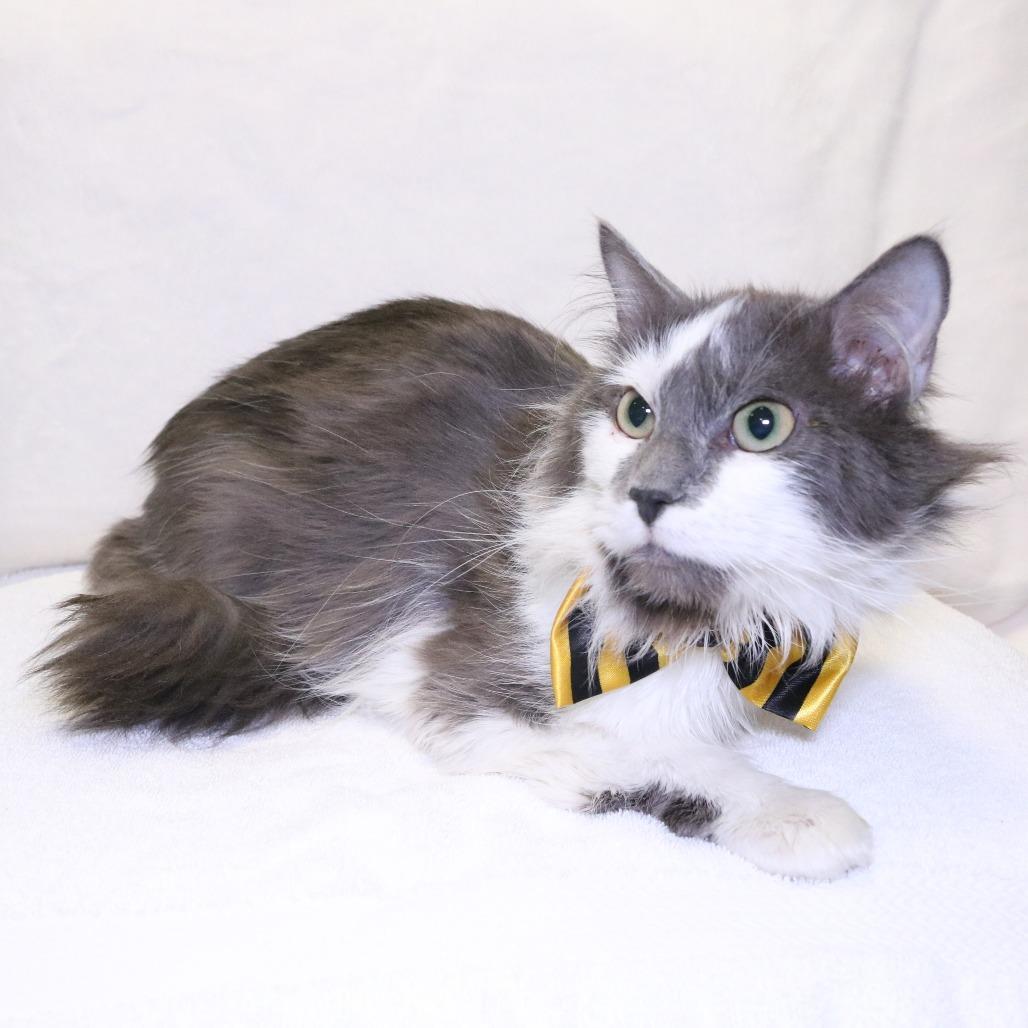 Enlarge Sour Patch, a Adoptable Domestic Medium Hair in Rifle, CO image 3/3