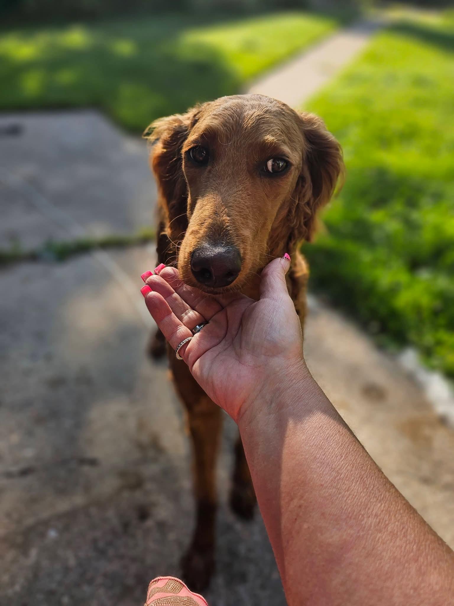 Enlarge GRACE 425, a Adoptable mixed breed in Milwaukee, WI image 3/4