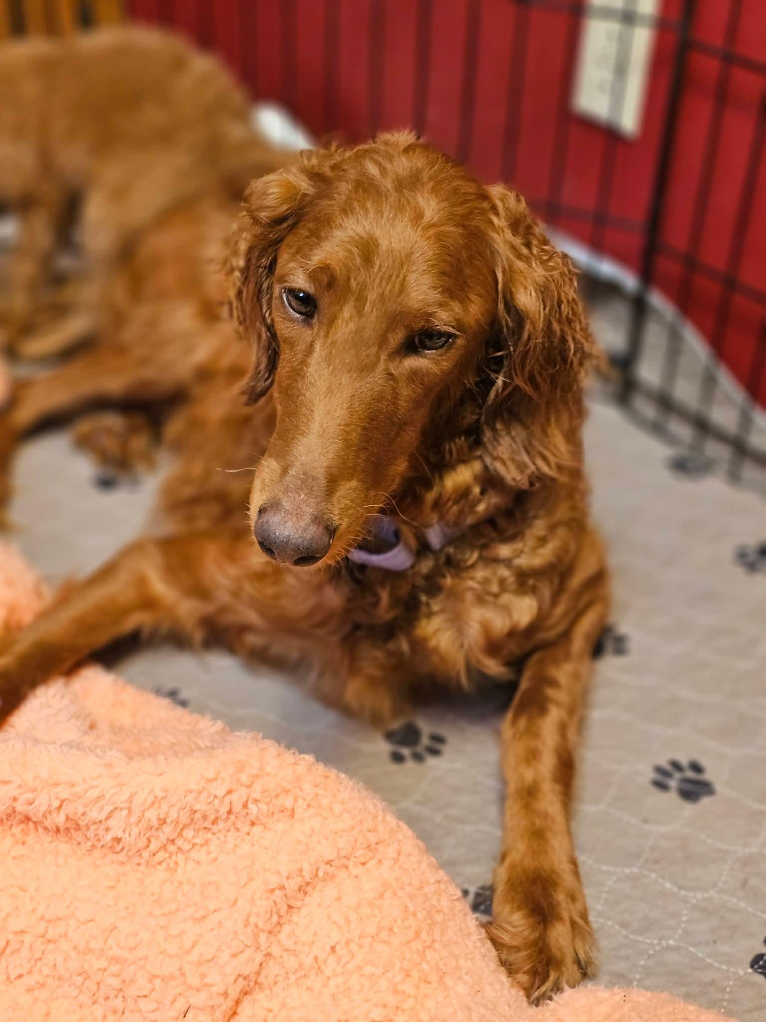 Enlarge GRACE 425, a Adoptable mixed breed in Milwaukee, WI image 2/4