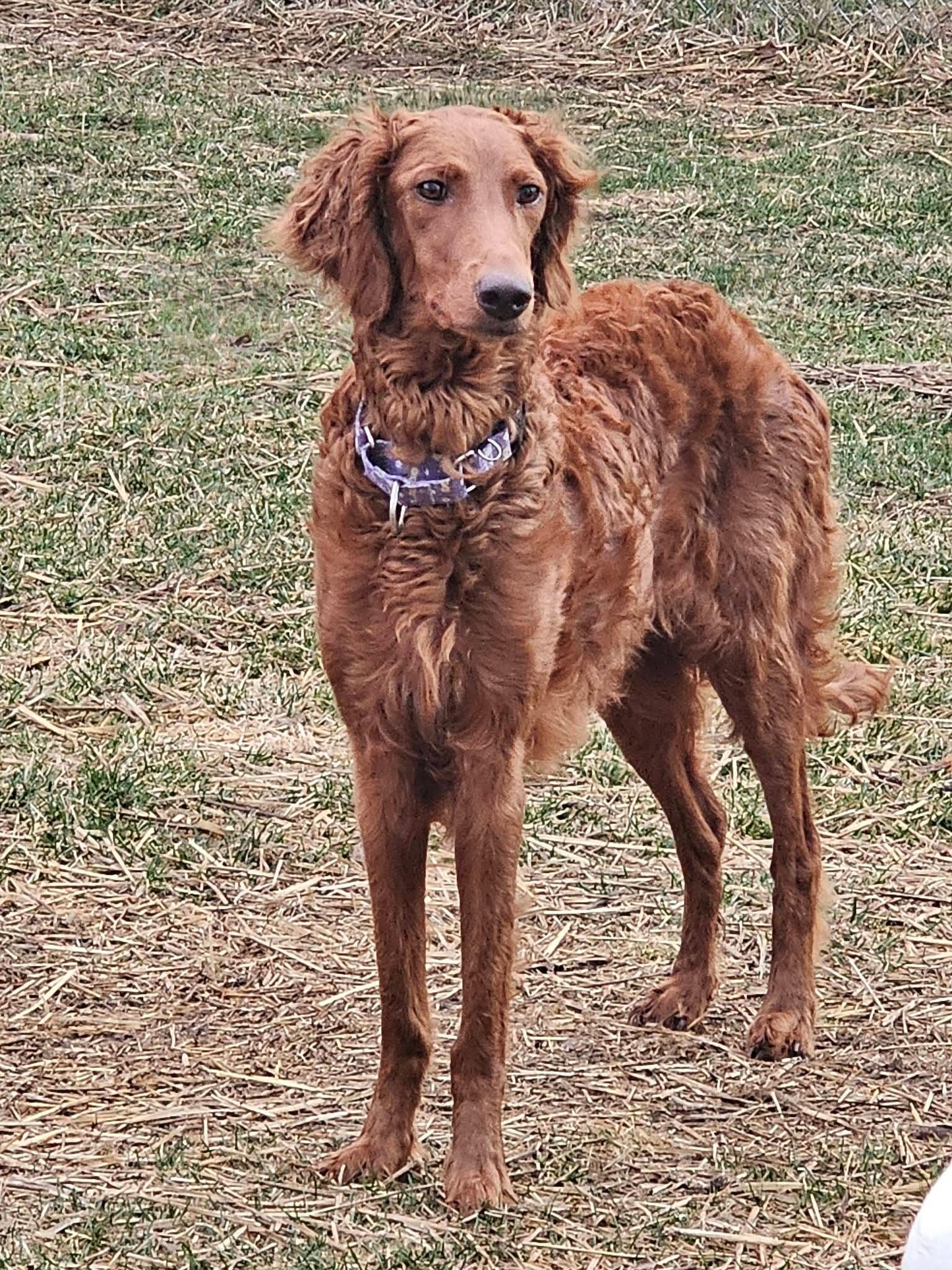GRACE 425, Adoptable, Adult Female Goldendoodle.