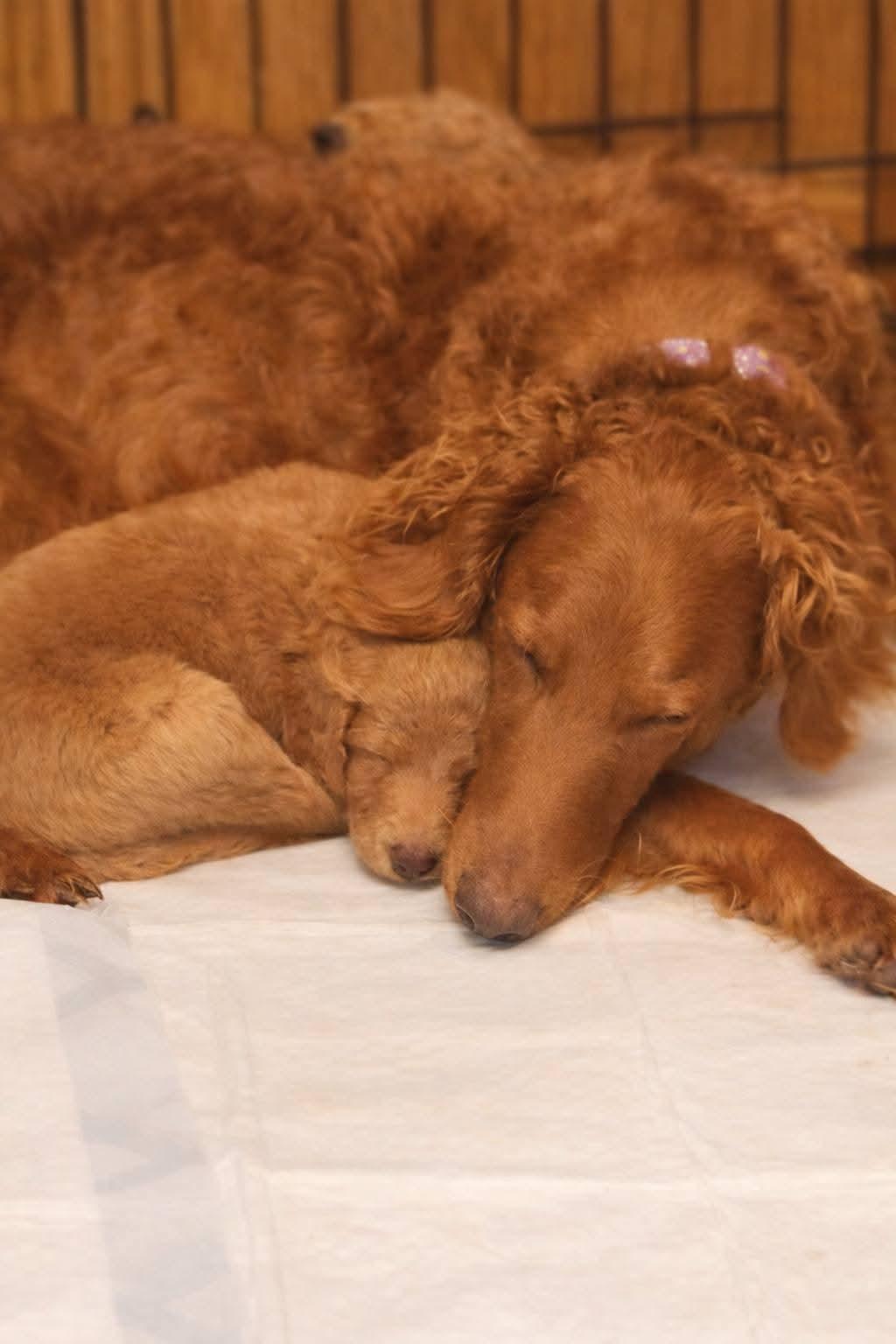 Enlarge GRACE 425, a Adoptable mixed breed in Milwaukee, WI image 4/4