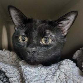 Apollo, a Adoptable mixed breed in Burlington, WA image 1/3