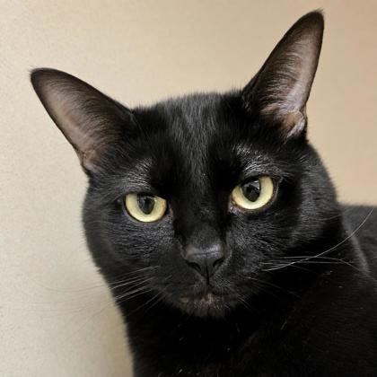 Apollo, a Adoptable mixed breed in Burlington, WA image 3/3