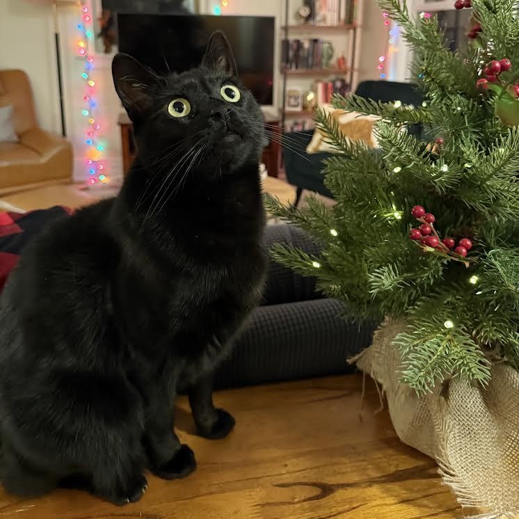 Rhys, Adoptable, Adult Male Bombay.