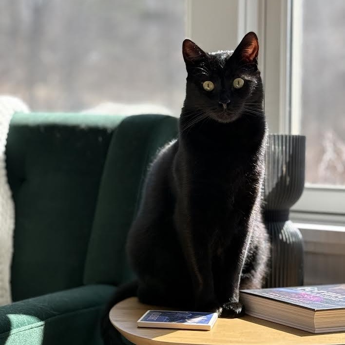 Enlarge Rhys, a Adoptable Bombay image 4/6