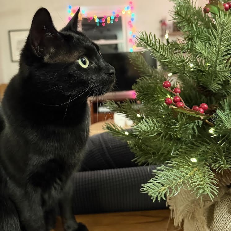 Enlarge Rhys, a Adoptable Bombay image 3/6