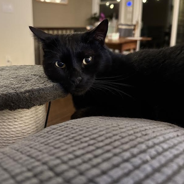 Enlarge Rhys, a Adoptable Bombay image 6/6