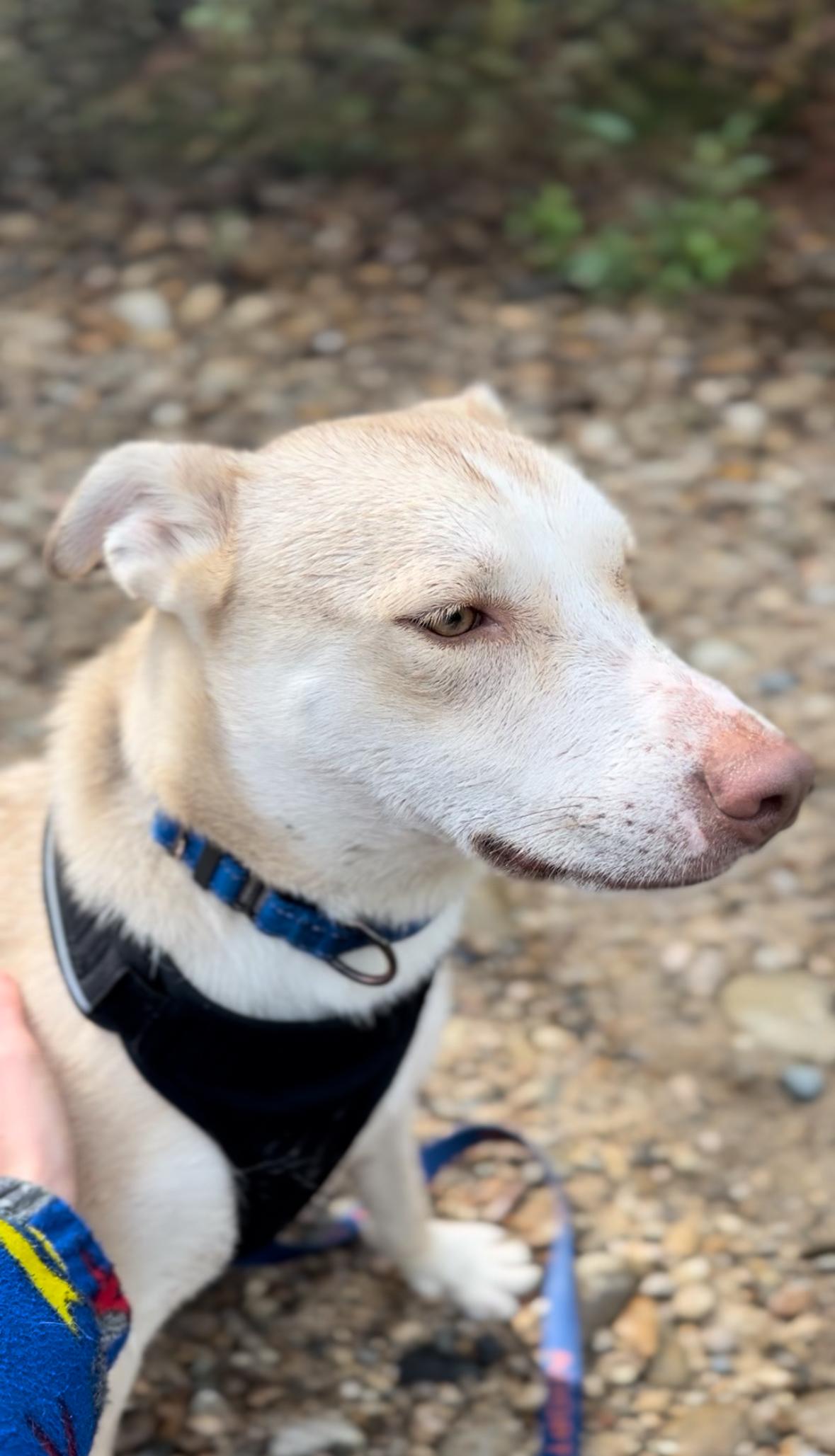 Snoop dog, a Adopted mixed breed in Eagle, ID image 3/5