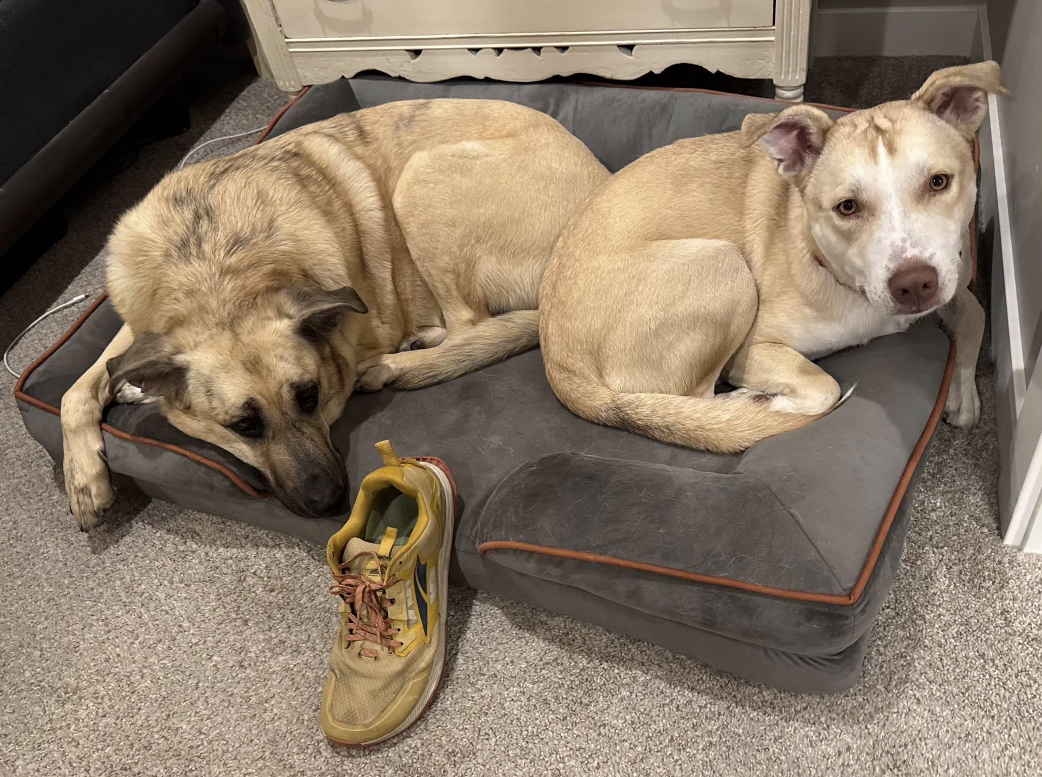 Snoop dog, a Adopted mixed breed in Eagle, ID image 4/5