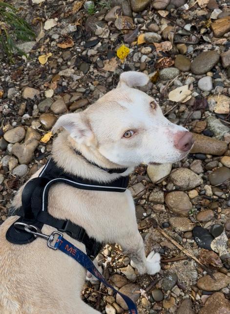 Snoop dog, a Adopted mixed breed in Eagle, ID image 5/5