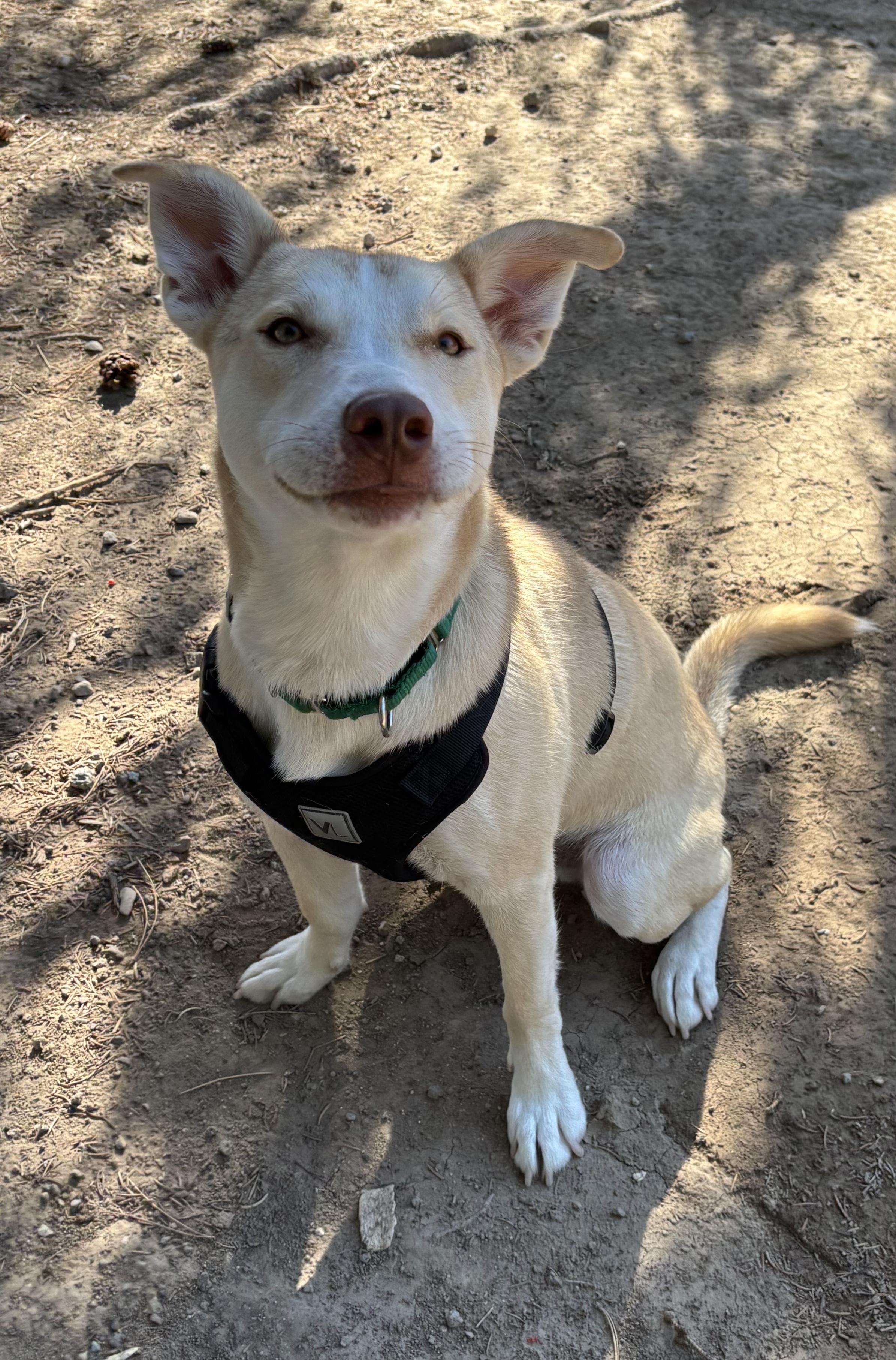 Snoop dog, a Adopted mixed breed in Eagle, ID image 2/5
