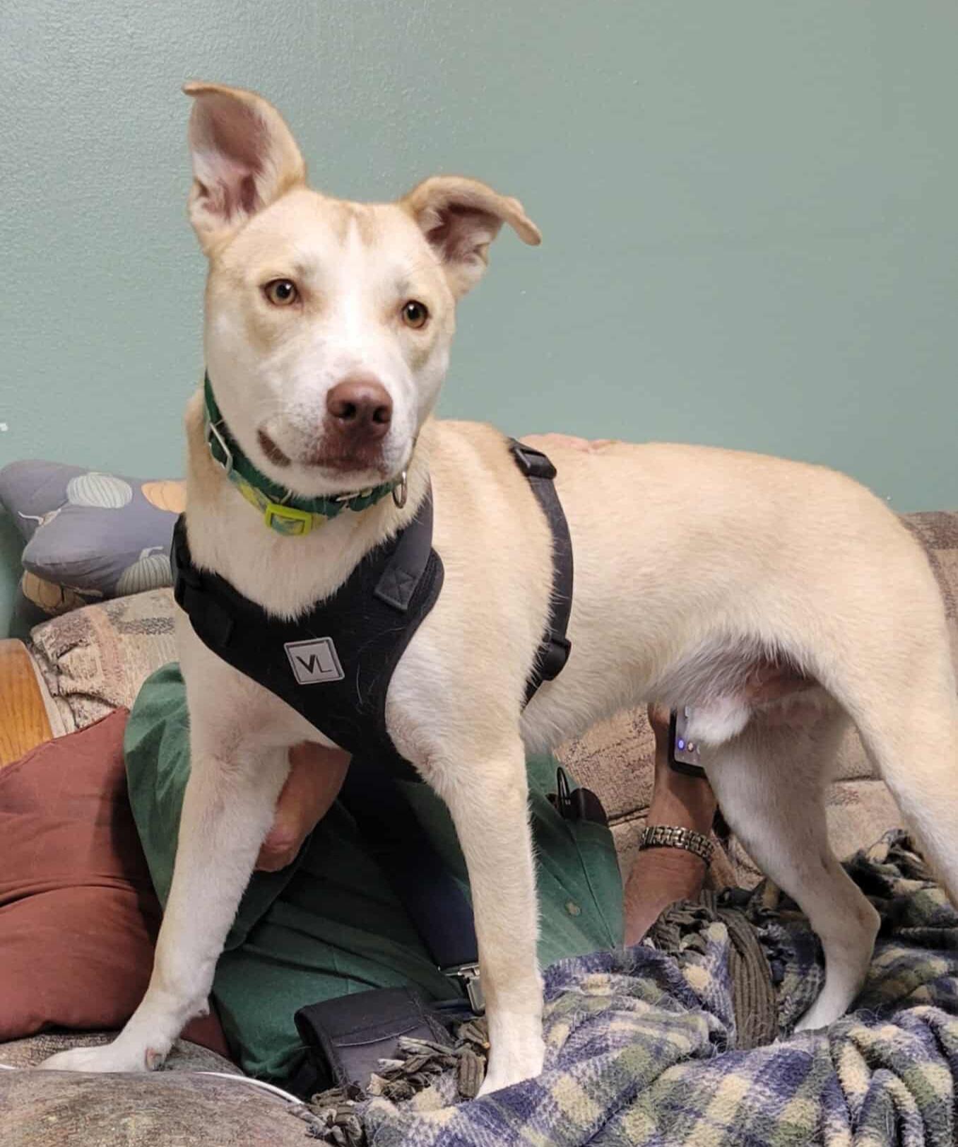 Snoop dog, a Adopted mixed breed in Eagle, ID image 1/5