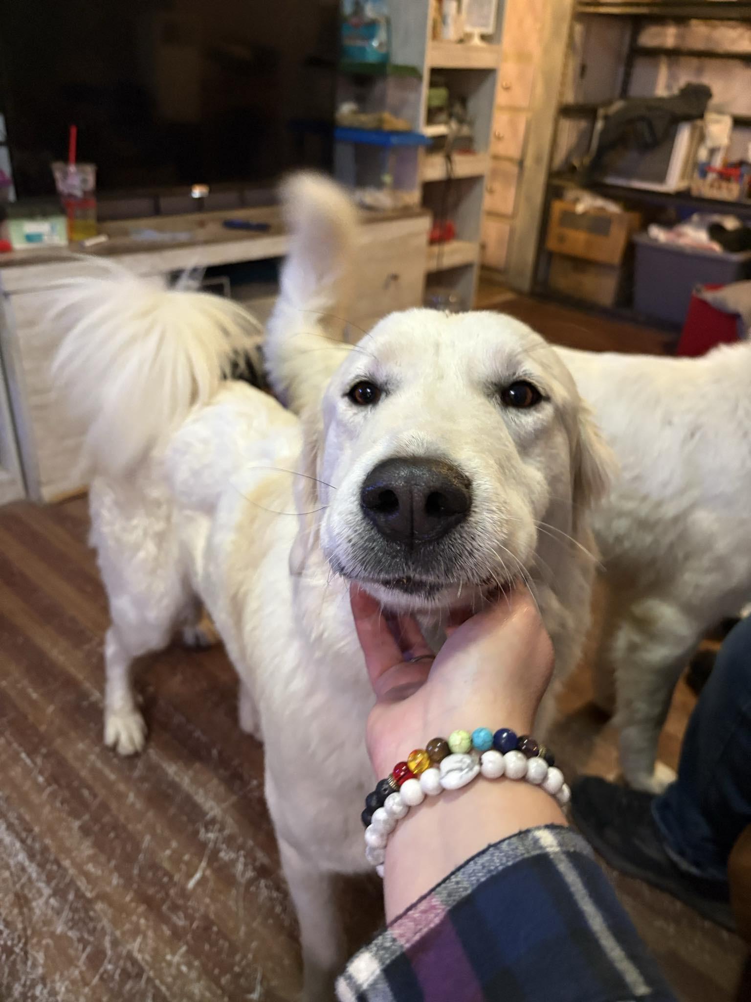 Enlarge SUGAR AND SPICE, a ADOPTABLE Great Pyrenees in Montpelier, ID image 5/5
