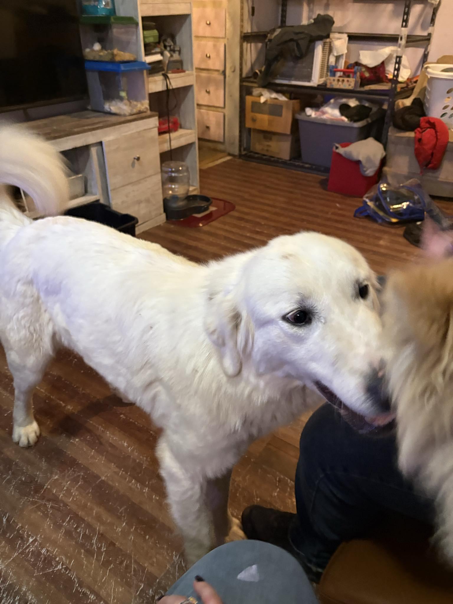Enlarge SUGAR AND SPICE, a ADOPTABLE Great Pyrenees in Montpelier, ID image 3/5