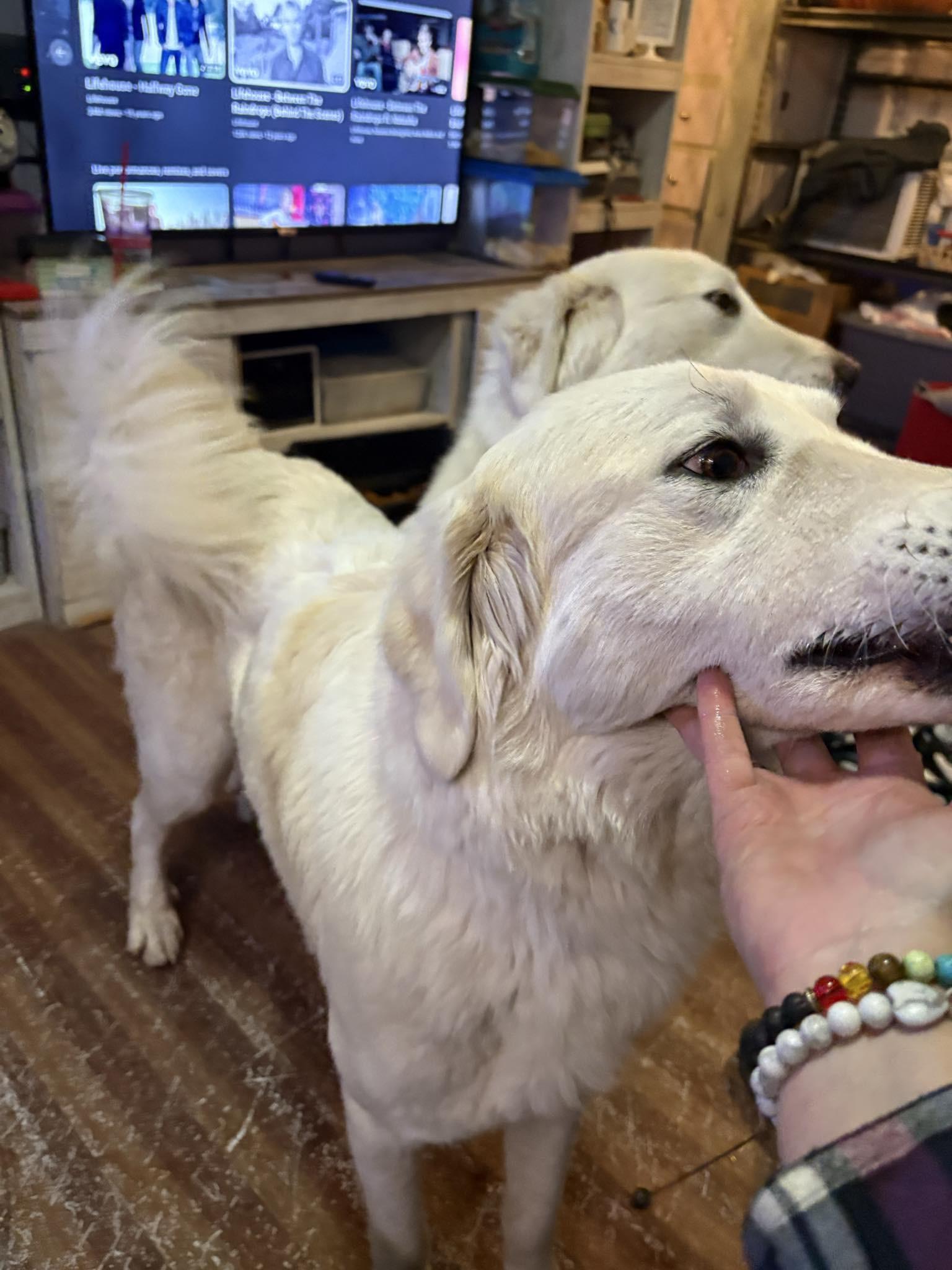 Enlarge SUGAR AND SPICE, a ADOPTABLE Great Pyrenees in Montpelier, ID image 2/5