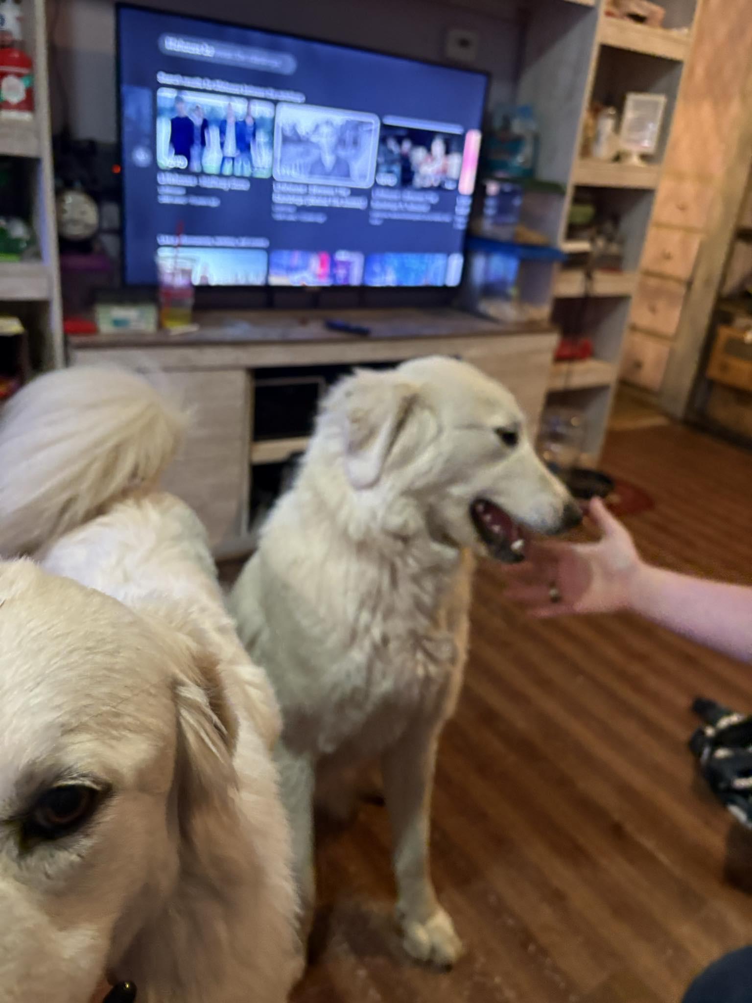 Enlarge SUGAR AND SPICE, a ADOPTABLE Great Pyrenees in Montpelier, ID image 4/5