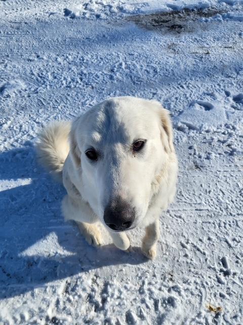 SUGAR AND SPICE, ADOPTABLE, Young Female Great Pyrenees.