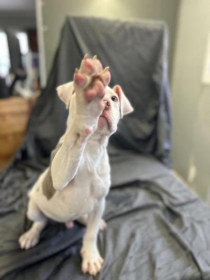 Enlarge Tacker, a Adoptable mixed breed in West Memphis, AR image 1/3