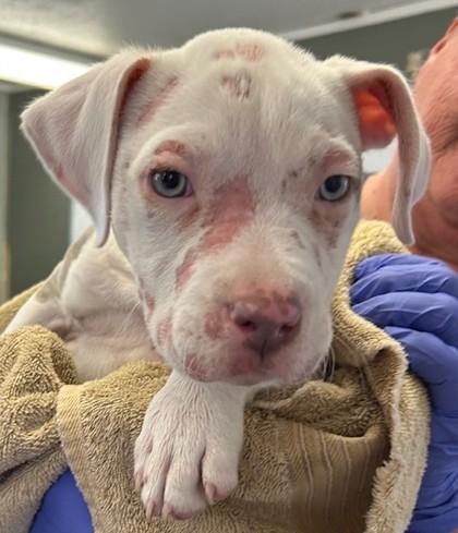 Tacker, Adoptable, Puppy Male Pit Bull Terrier & Mixed Breed.