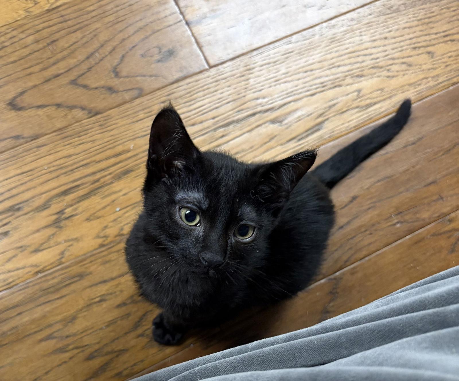 Enlarge Amos KITTEN, a Adopted Domestic Short Hair in Rockaway, NJ image 1/2