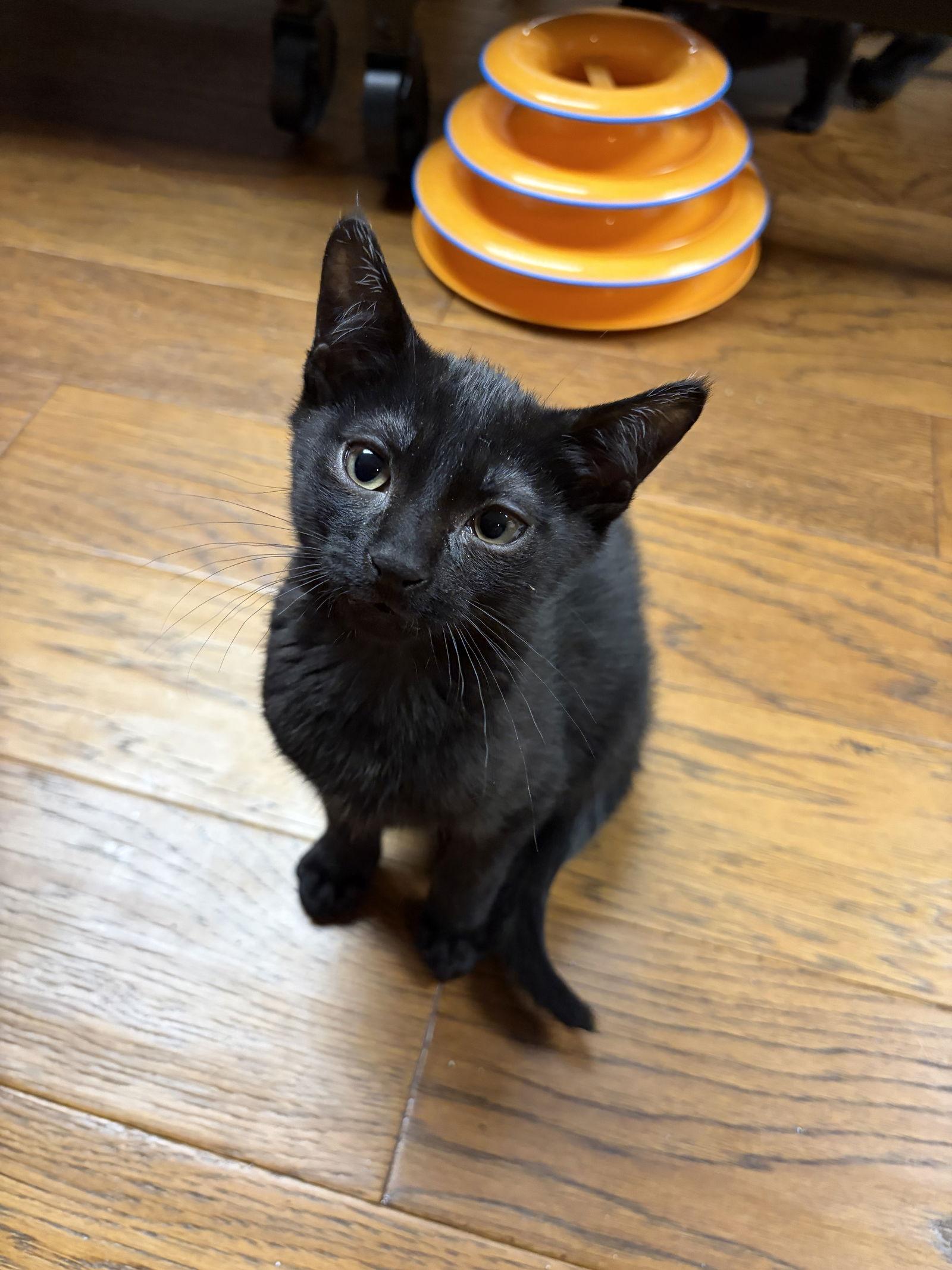 Enlarge Amos KITTEN, a Adopted Domestic Short Hair in Rockaway, NJ image 2/2