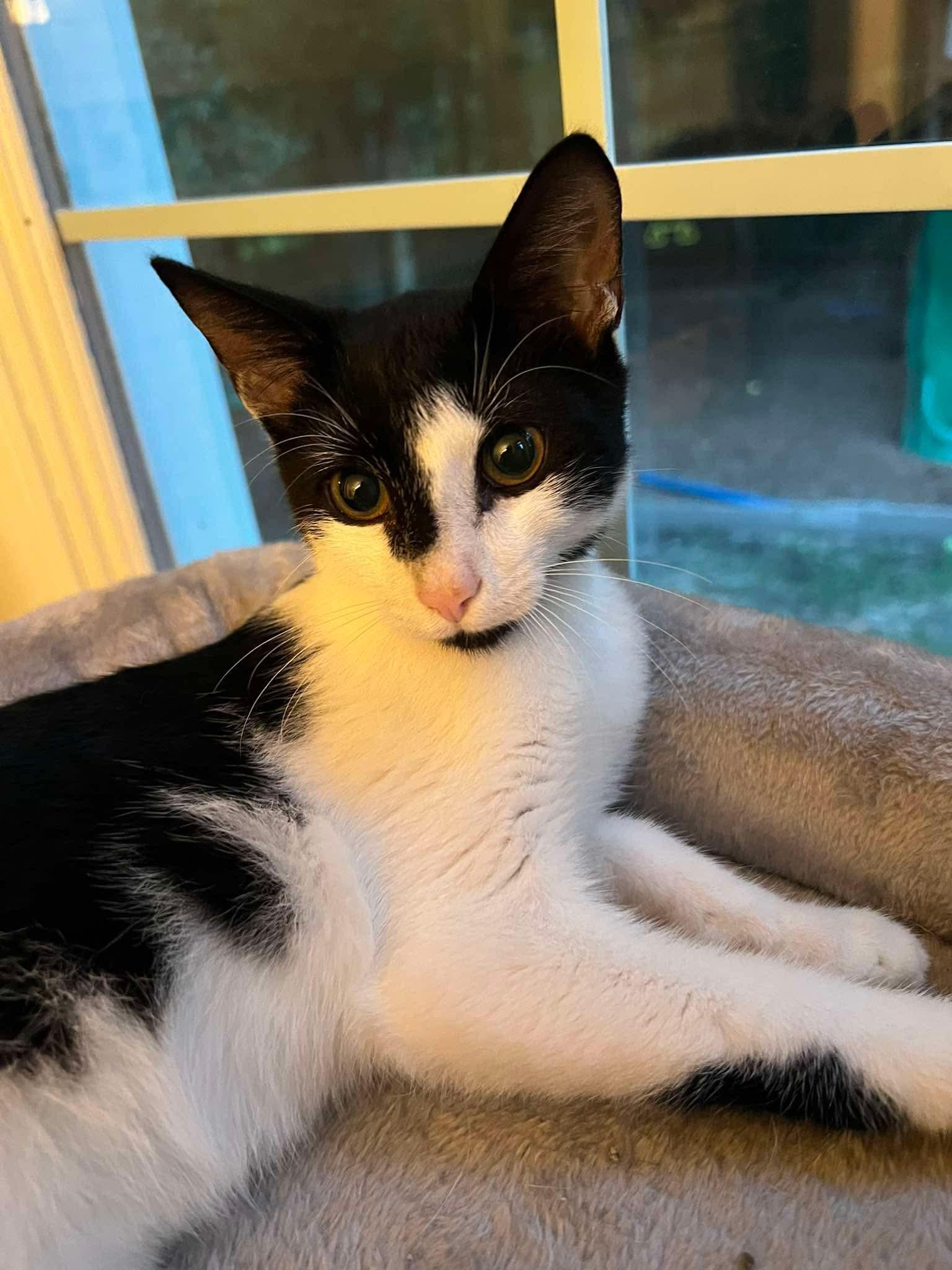 Zed, Adoptable, Kitten Male Domestic Short Hair.