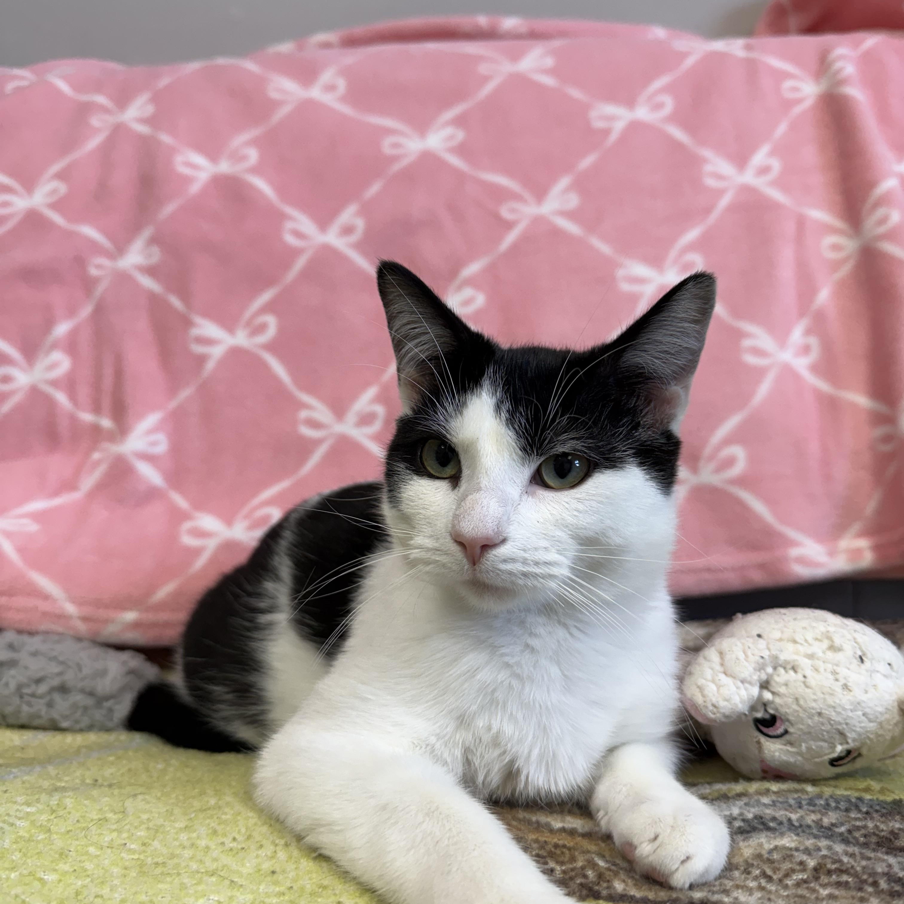 Purr-gatory, Adoptable, Young Male Domestic Short Hair.