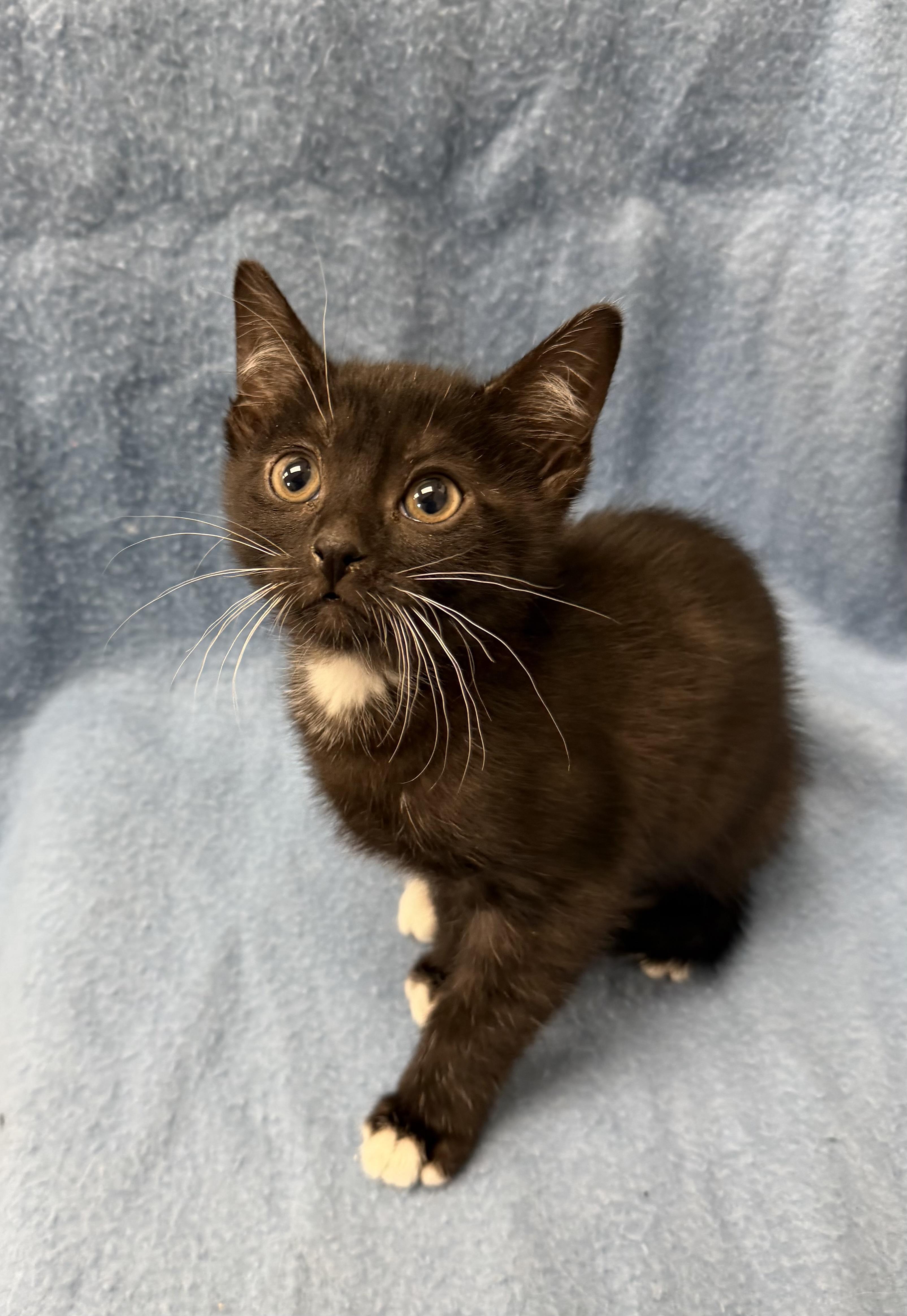 Oreo, ADOPTABLE, Kitten Male Domestic Short Hair.