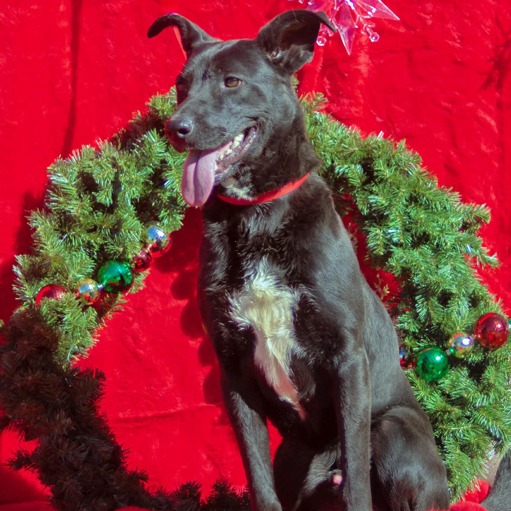 Enlarge Rocky, a Adoptable mixed breed in Madisonville, TX image 2/6