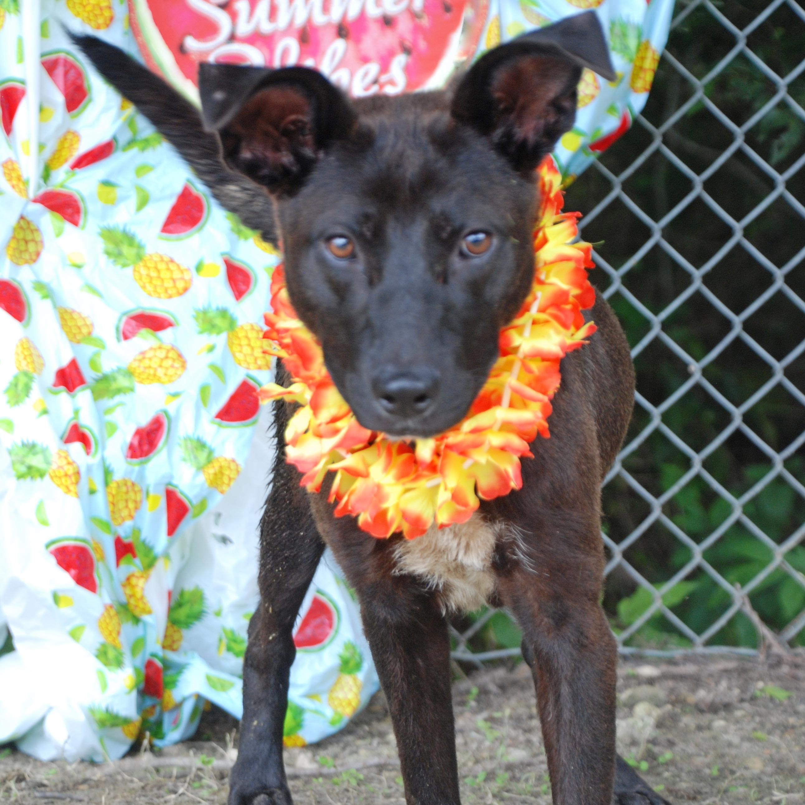 Rocky, a Adoptable mixed breed in Madisonville, TX image 6/6