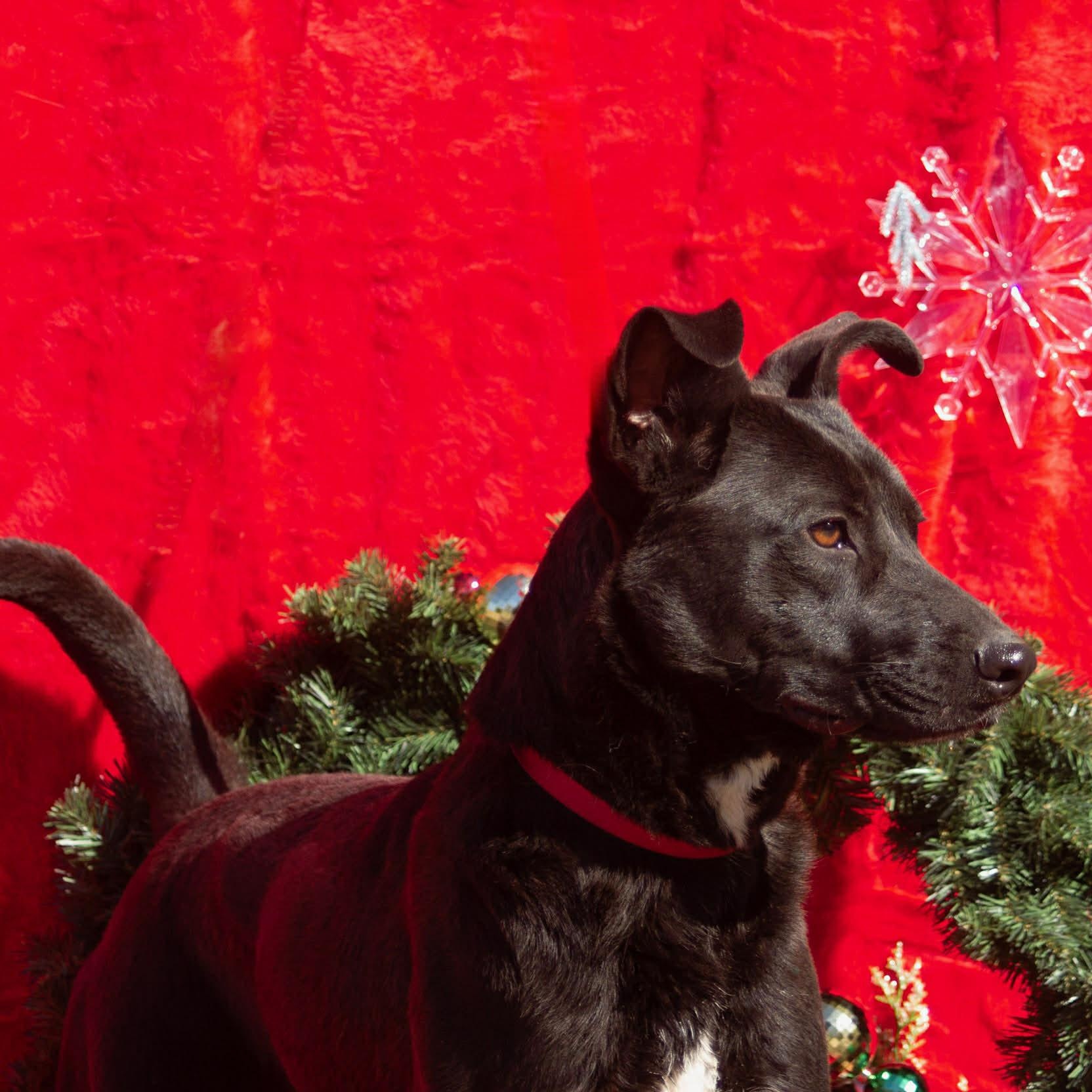 Enlarge Rocky, a Adoptable mixed breed in Madisonville, TX image 3/6