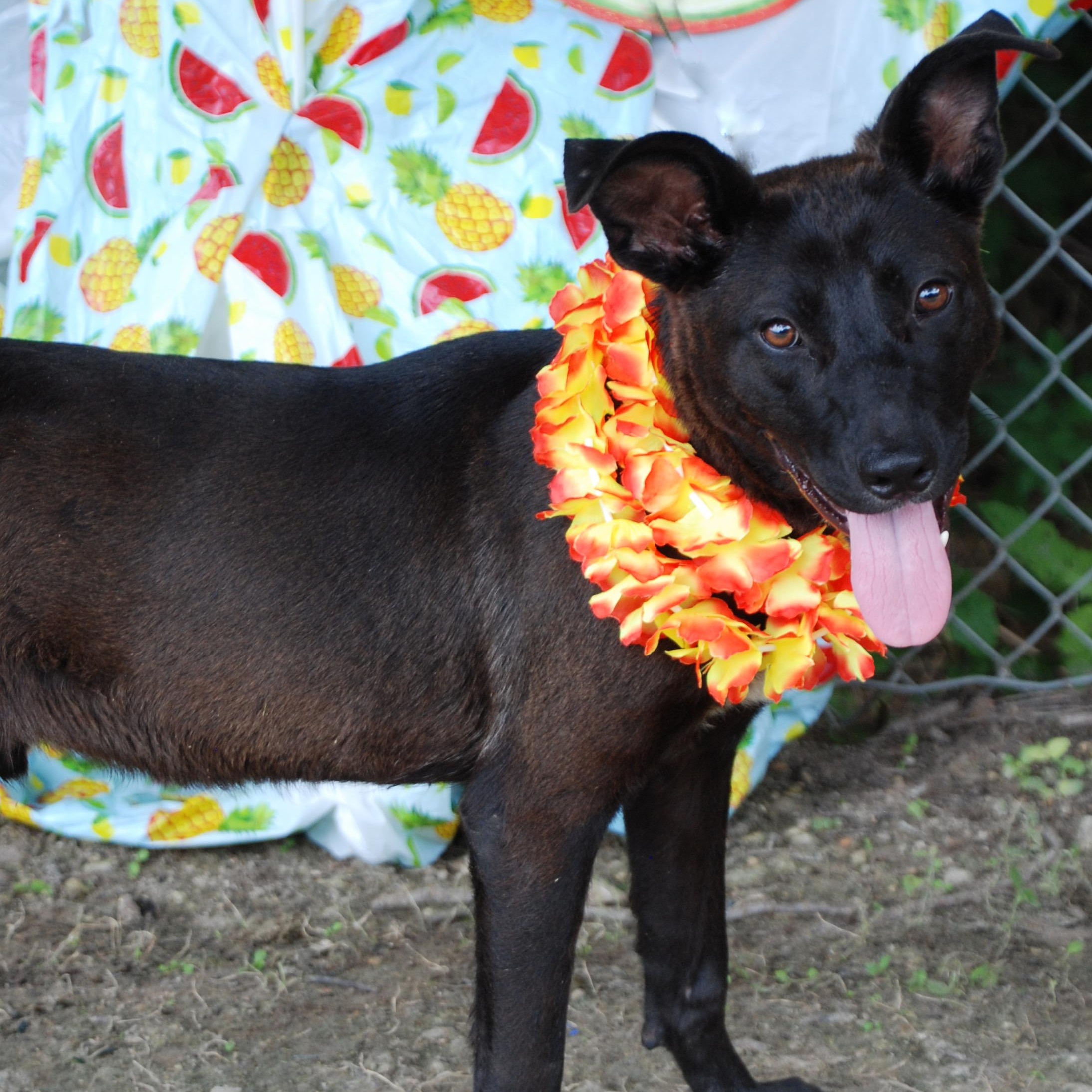 Rocky, a Adoptable mixed breed in Madisonville, TX image 2/6