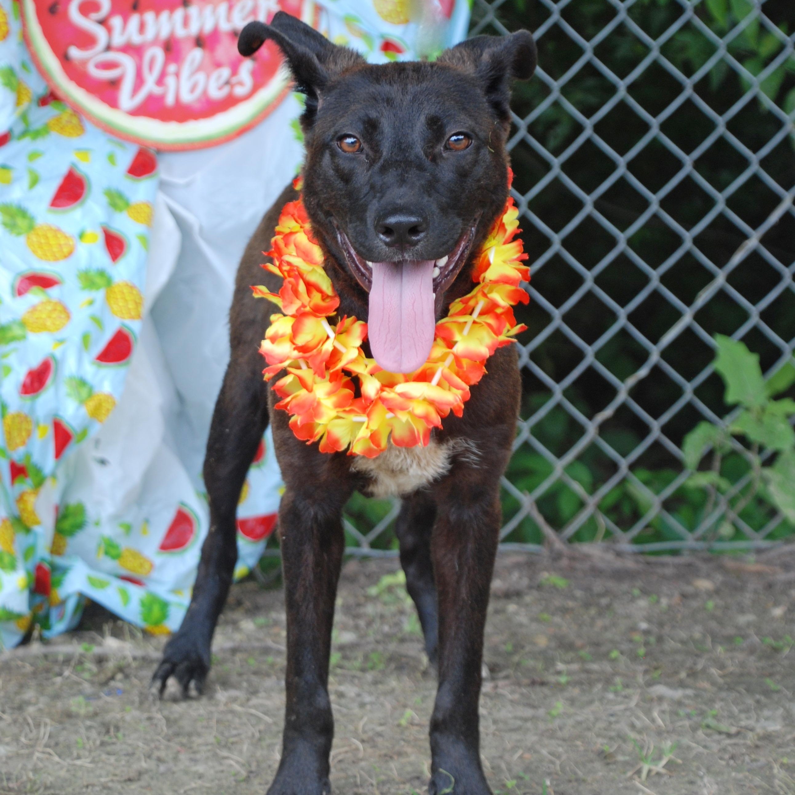 Rocky, a Adoptable mixed breed in Madisonville, TX image 5/6