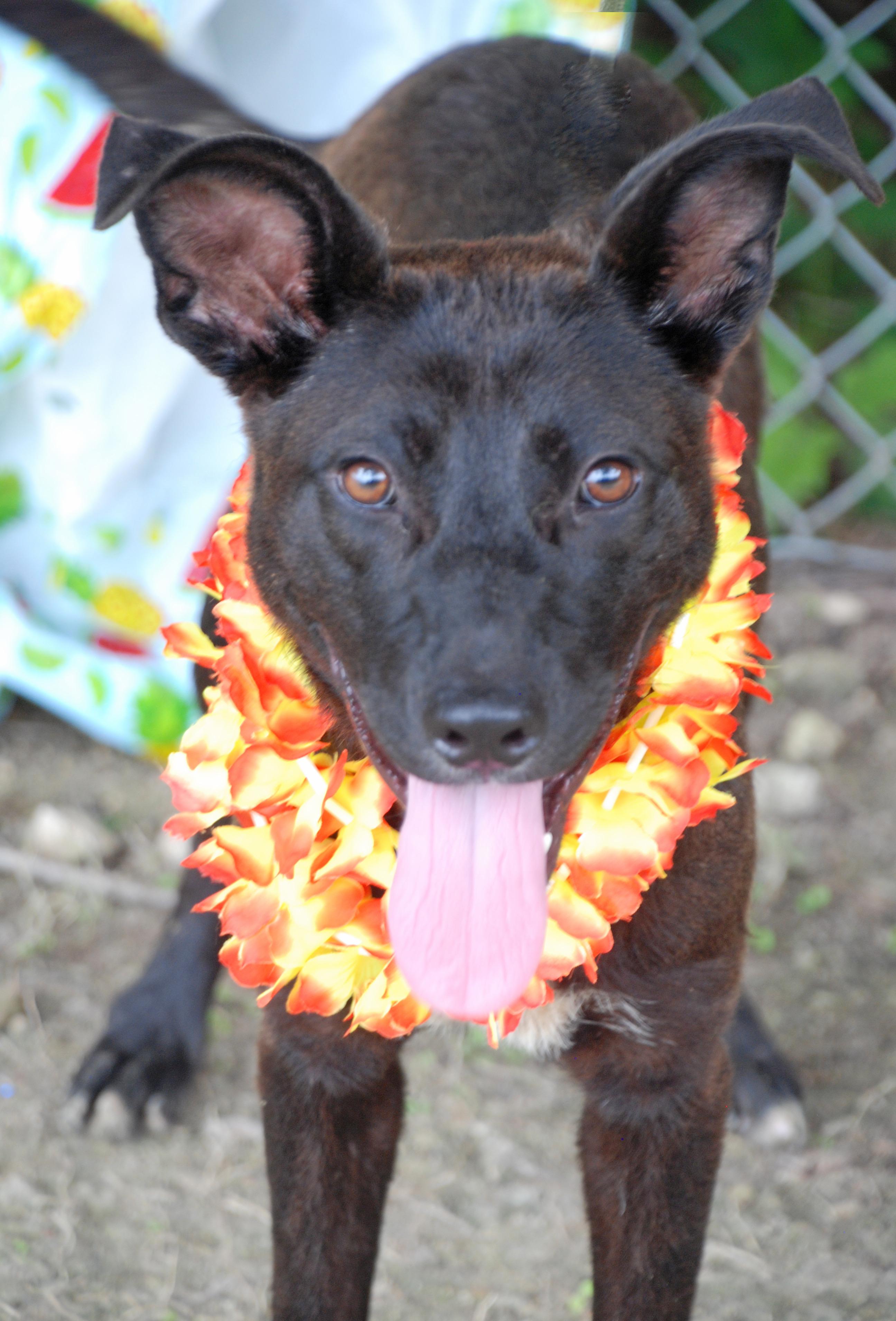 Rocky, a Adoptable mixed breed in Madisonville, TX image 4/6