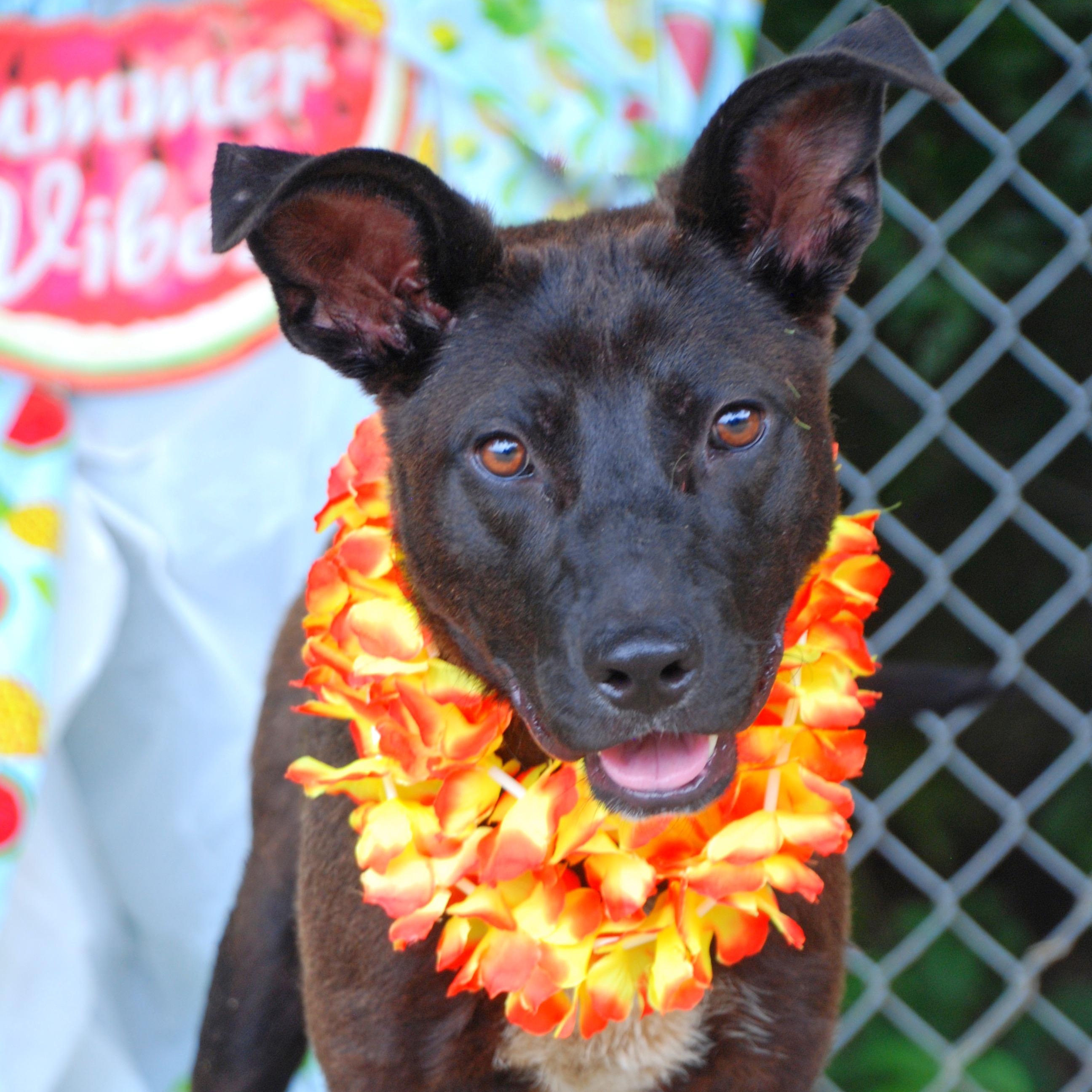 Rocky, Adoptable, Young Male Australian Kelpie & Labrador Retriever.