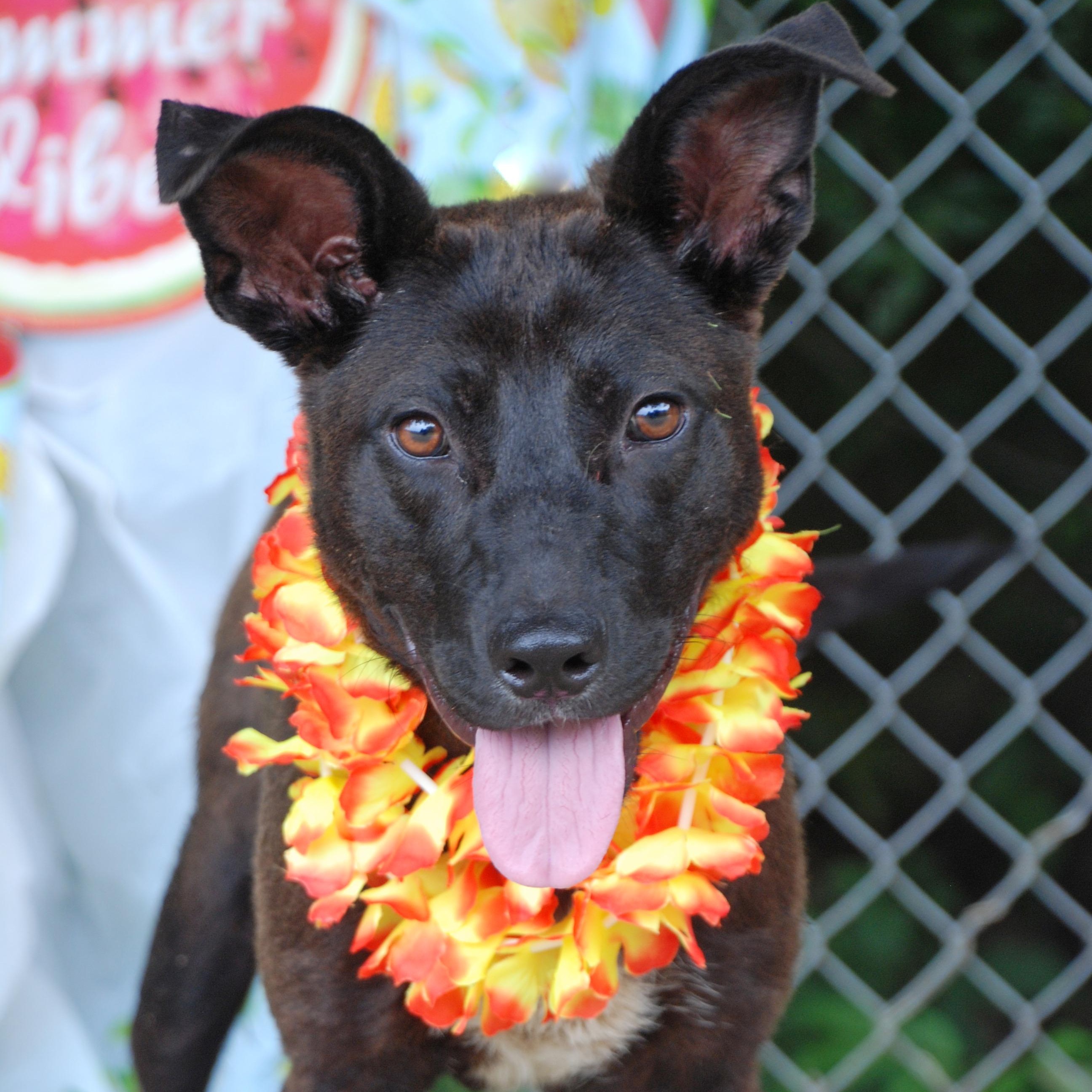 Rocky, a Adoptable mixed breed in Madisonville, TX image 3/6