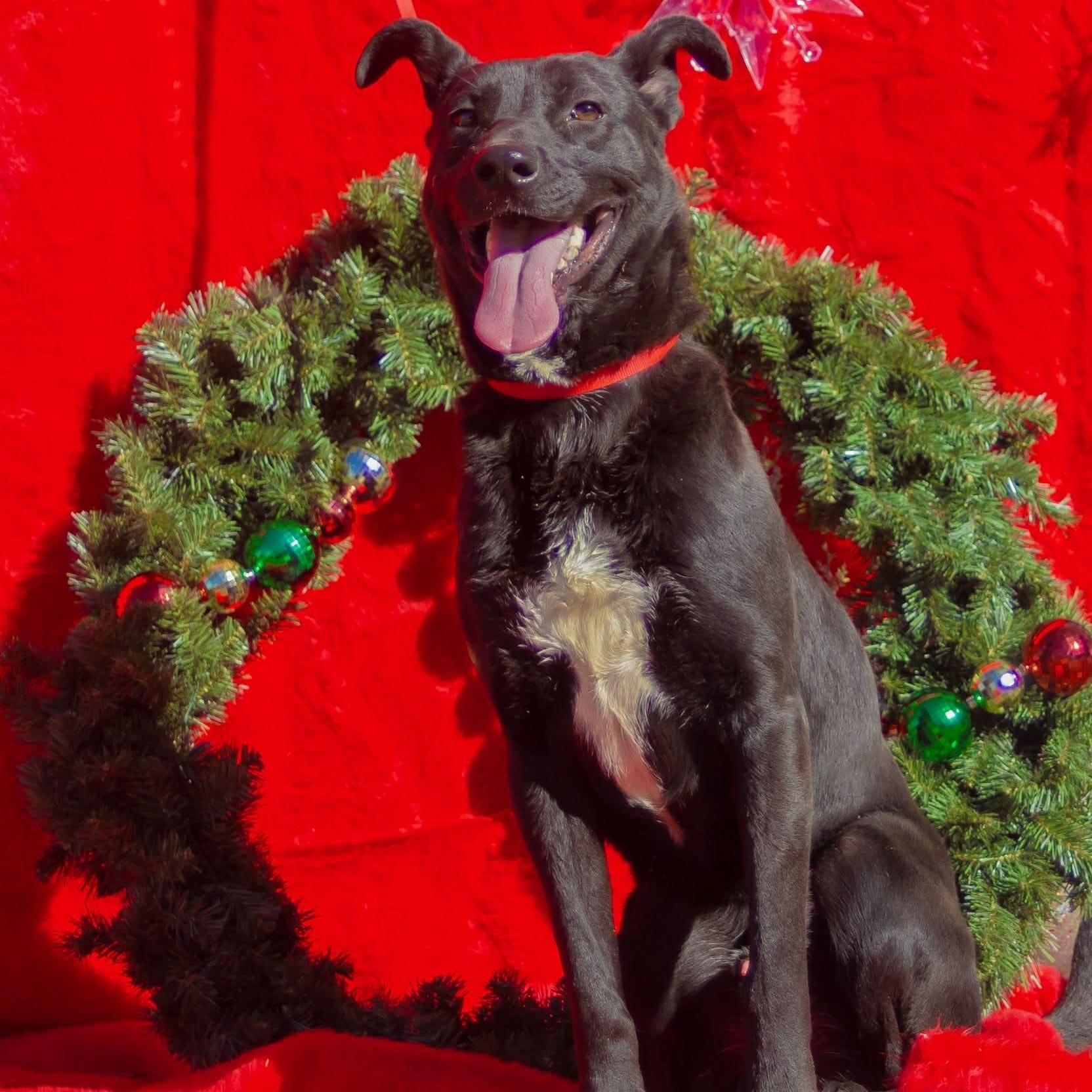 Enlarge Rocky, a Adoptable mixed breed in Madisonville, TX image 1/6