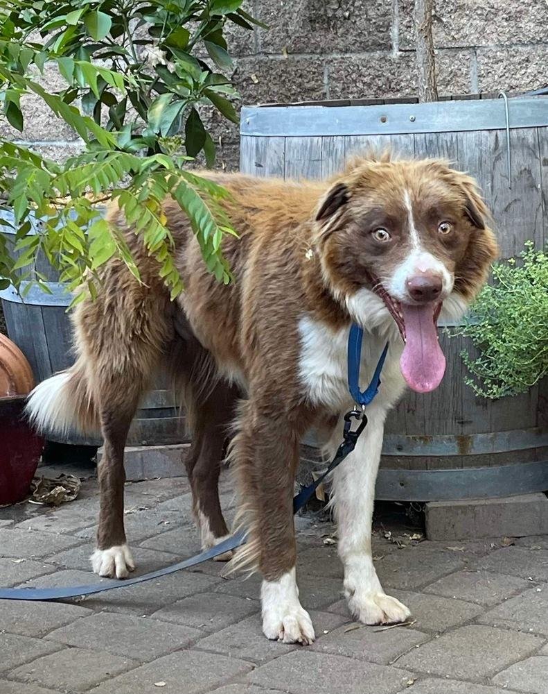 Shuman, Adoptable, Young Male Australian Shepherd.