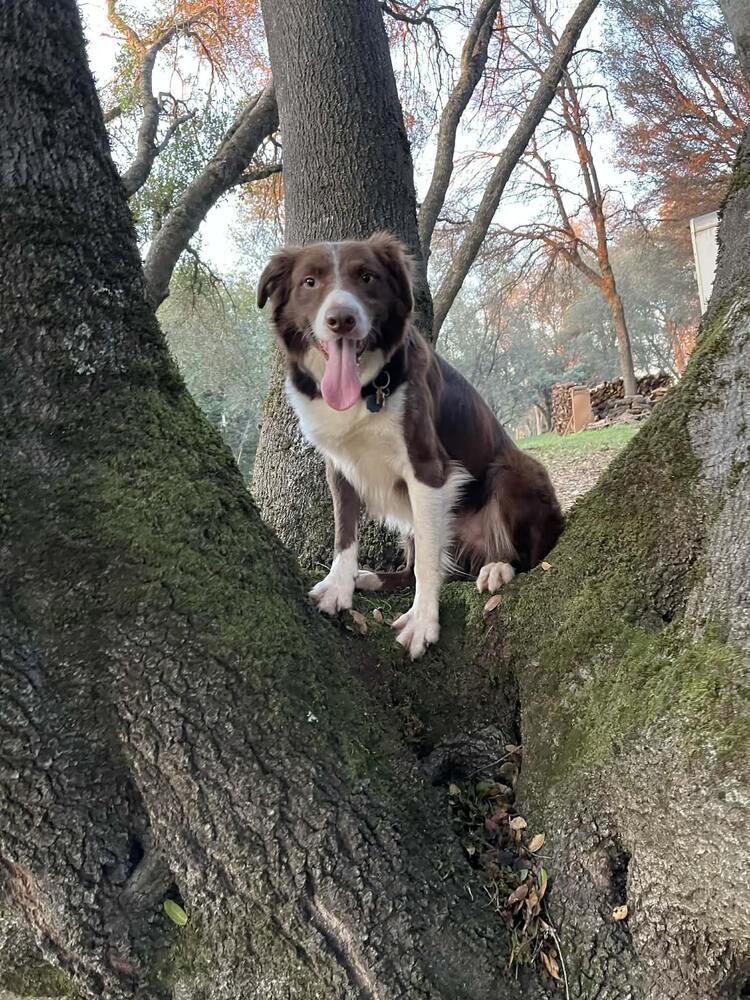 Enlarge Shuman, a Adoptable Australian Shepherd in Auburn, CA image 3/4