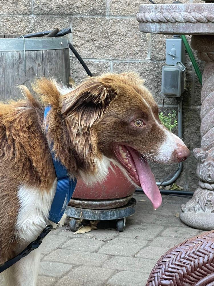 Shuman, a Adoptable Australian Shepherd in Auburn, CA image 2/2
