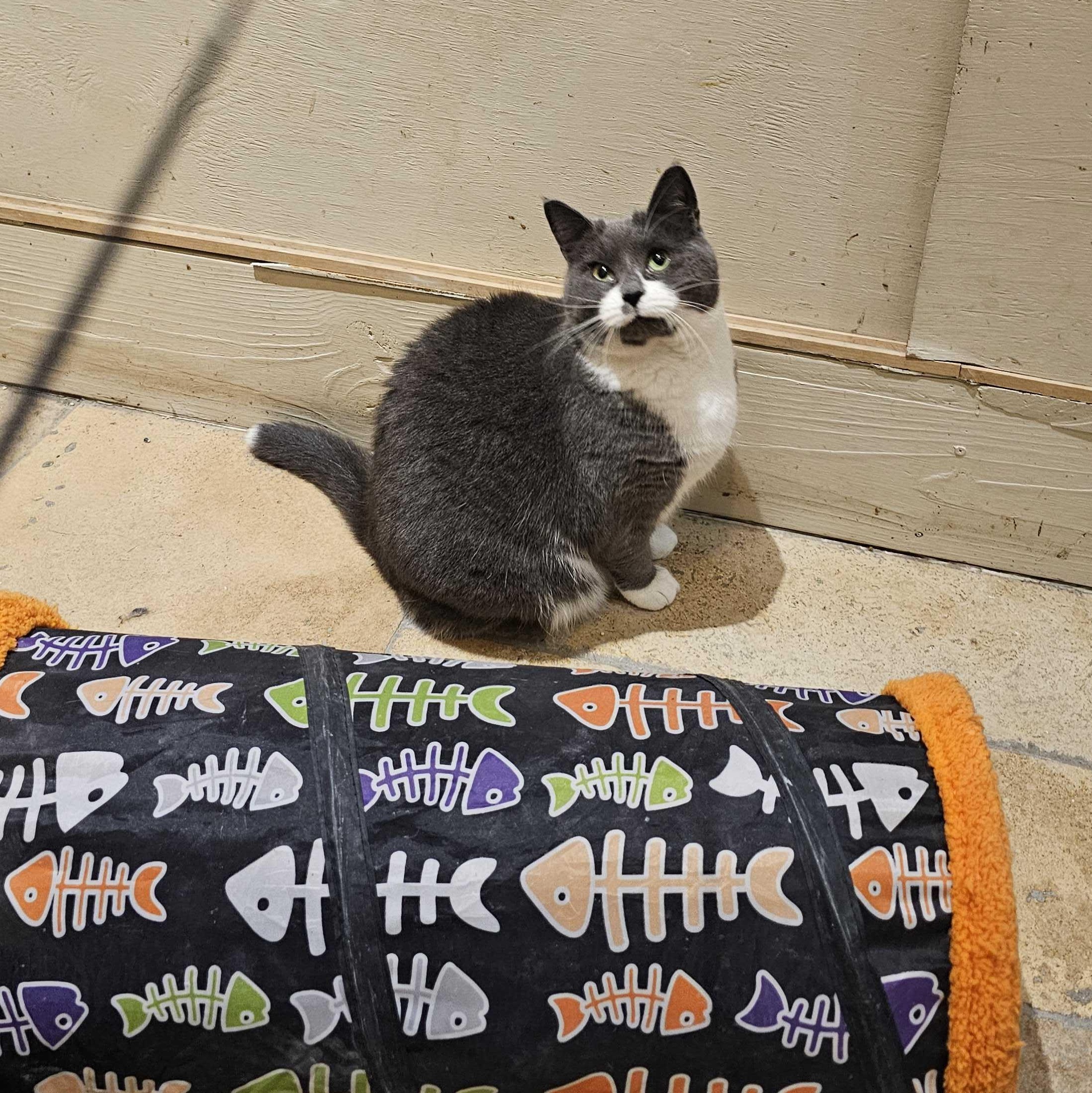 Bellamy, an adopted Domestic Short Hair in East Brunswick, NJ image 5/6