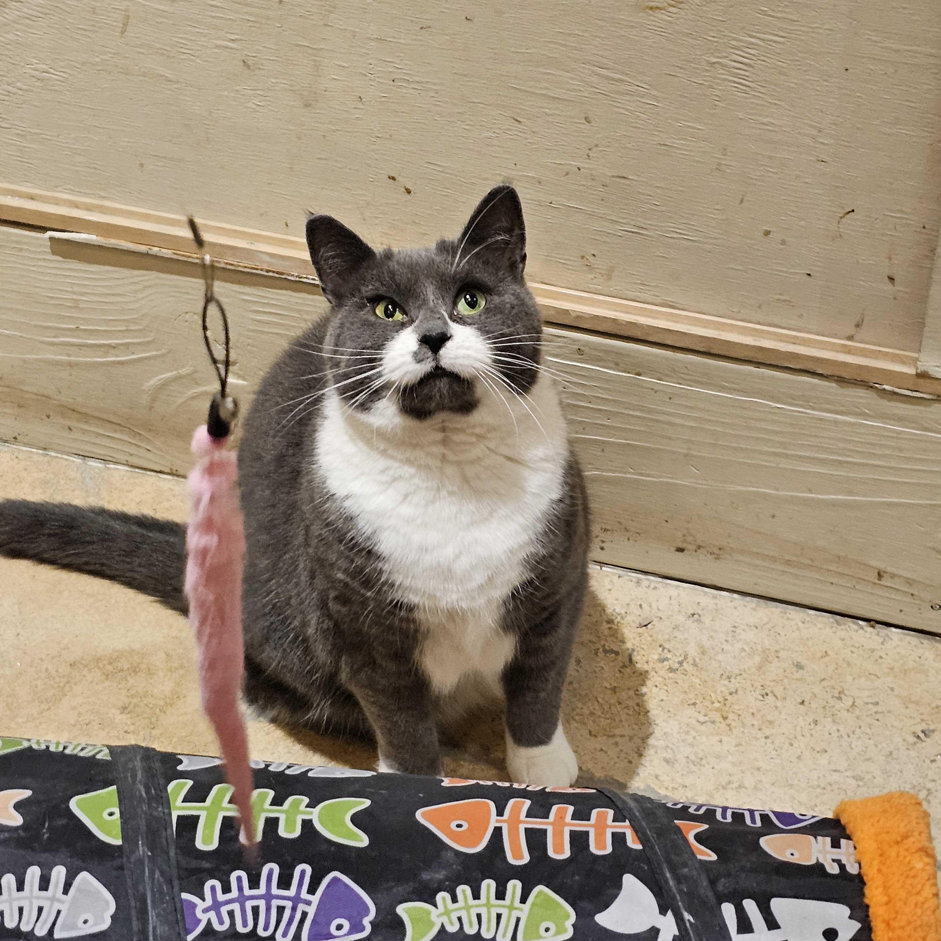 Bellamy, an adopted Domestic Short Hair in East Brunswick, NJ image 4/6