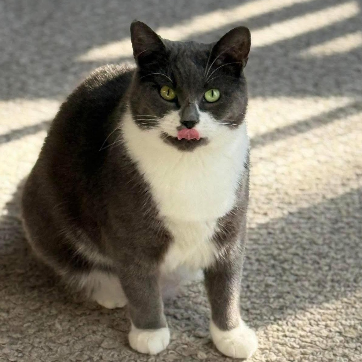 Bellamy, an adopted Domestic Short Hair in East Brunswick, NJ image 2/6