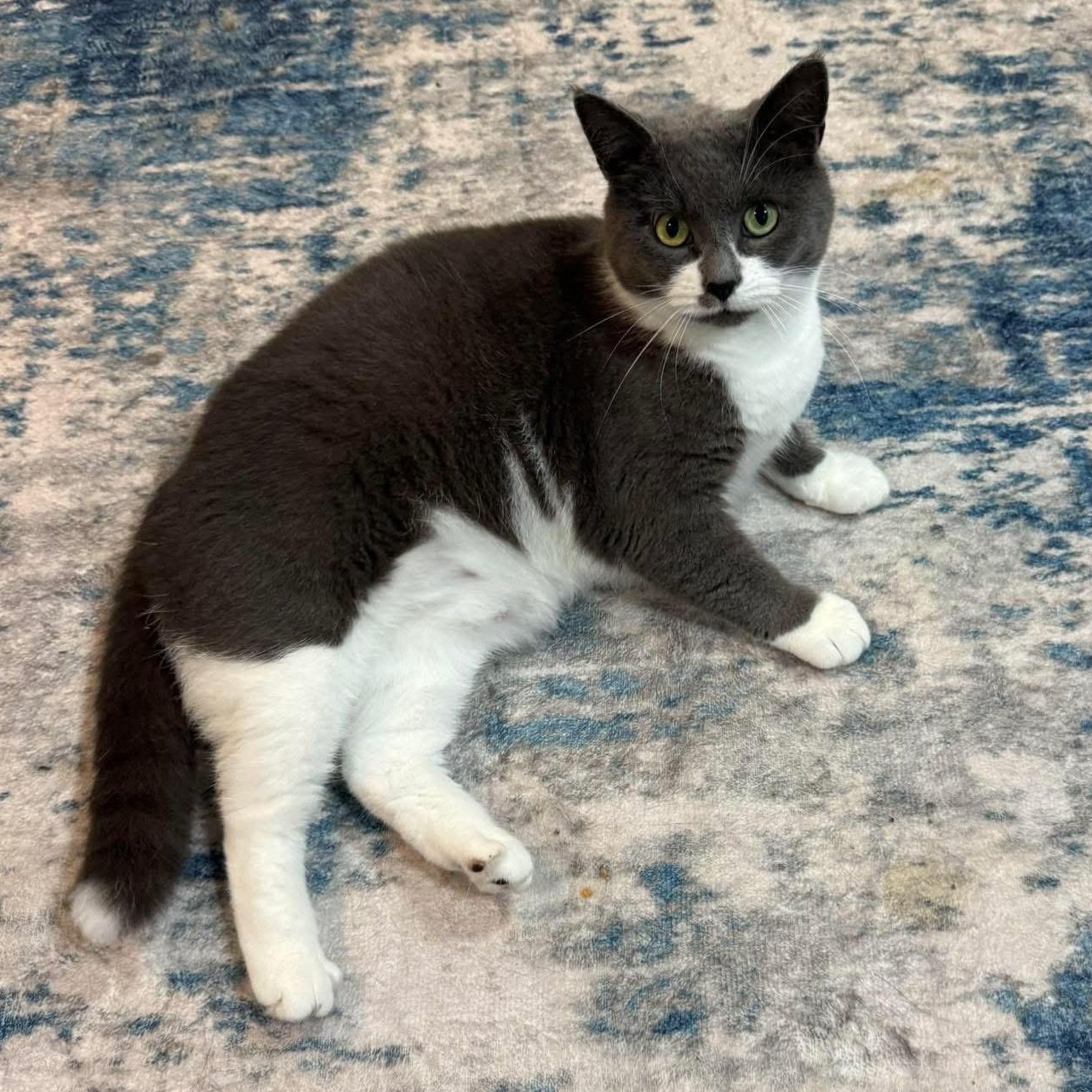 Bellamy, an adopted Domestic Short Hair in East Brunswick, NJ image 1/6