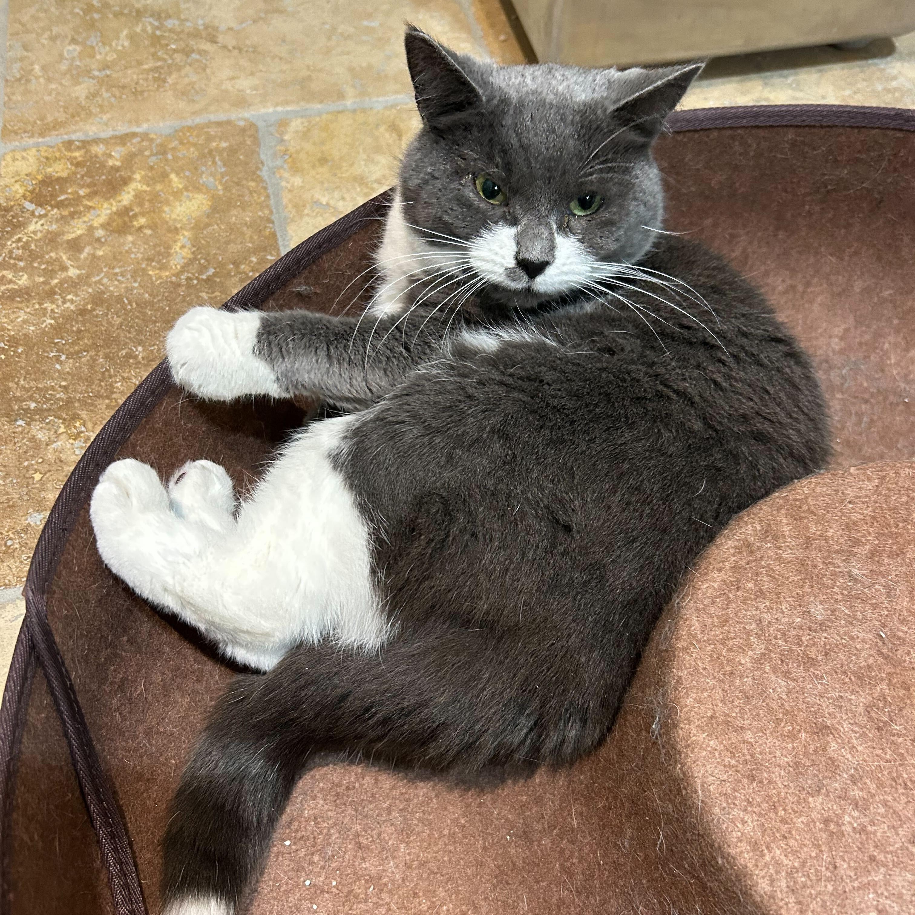 Bellamy, an adopted Domestic Short Hair in East Brunswick, NJ image 6/6